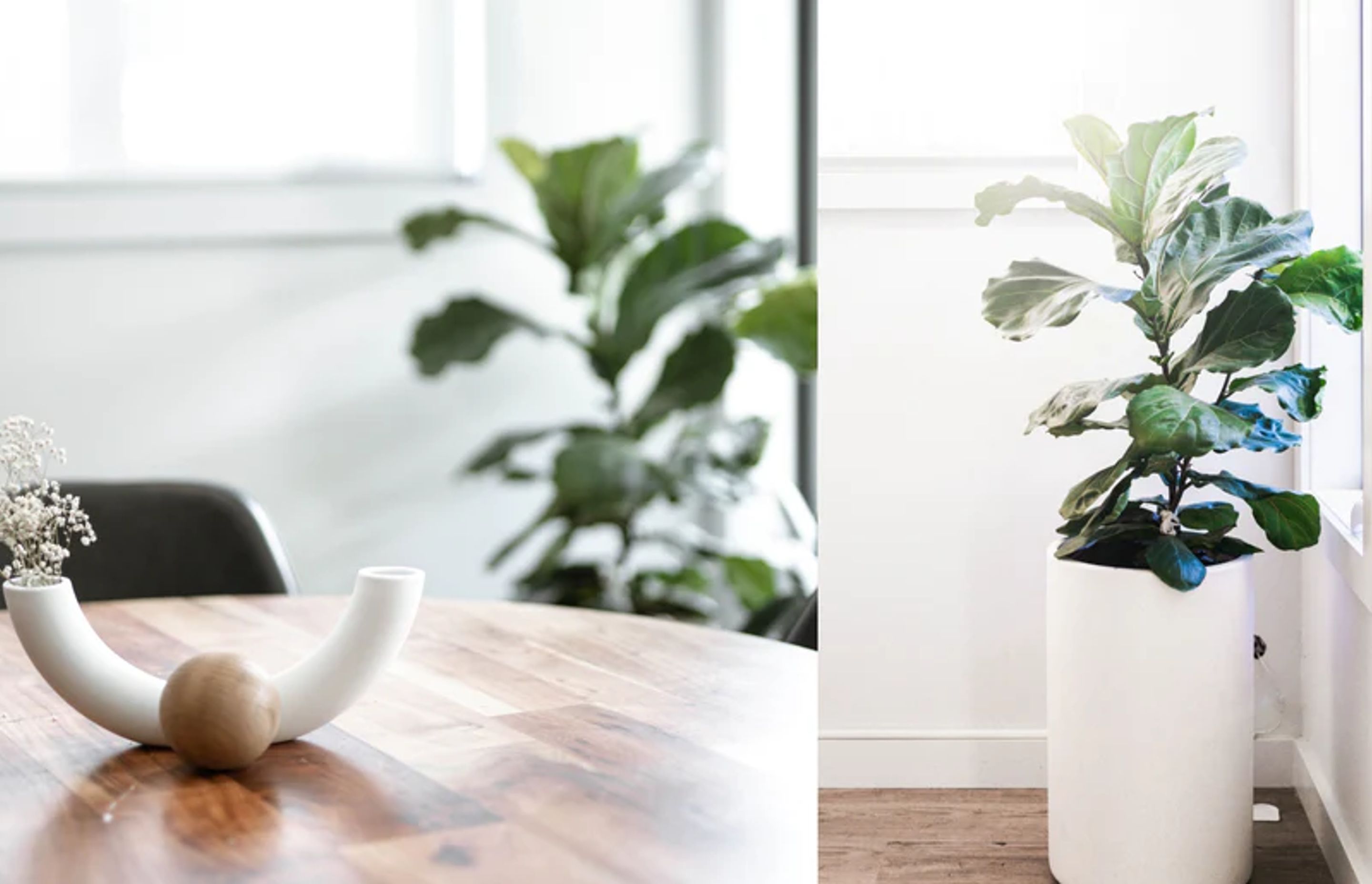 Embracing the organic modern trend in your home