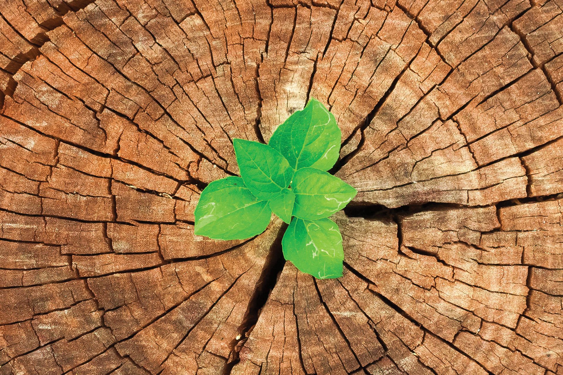 Havwoods Leads the Way in Sustainable Timber Flooring