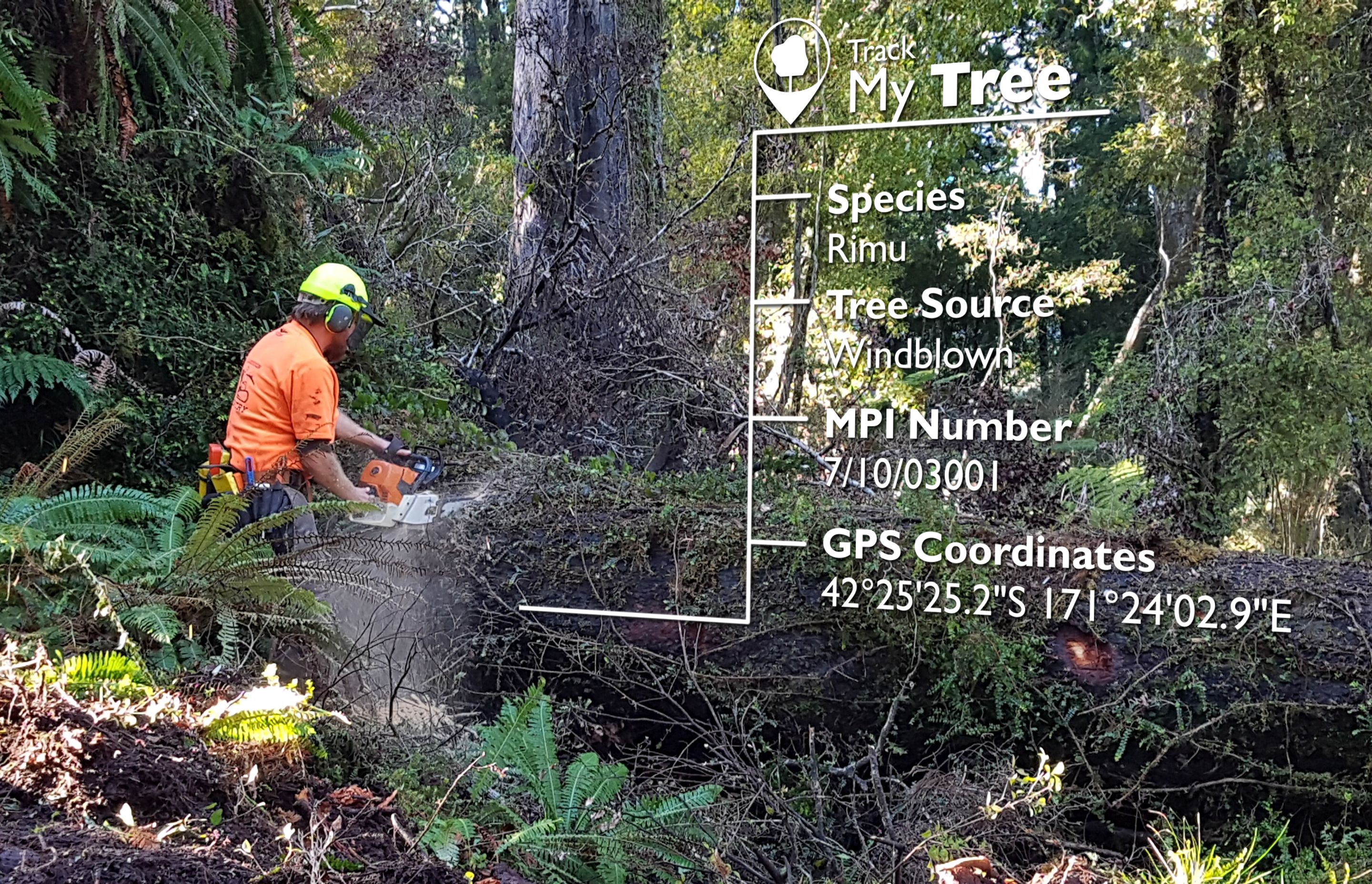 The Track my Tree initiative allows purchasers of native timber veneer products to track the finished product back to it's source and provides photographic evidence of the original tree, all via a unique code given to the raw material.