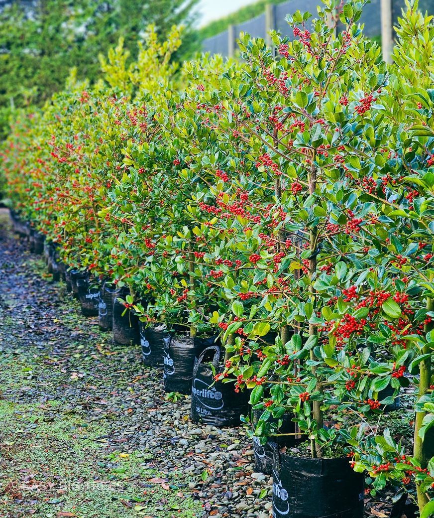 ILex-Hendersonii-35lt-May-2024-B.jpg