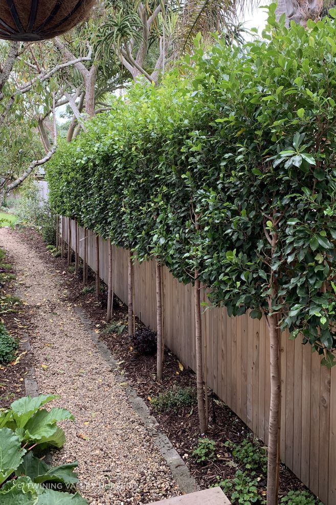Installed along the boundary, Pleached Screens provide screening above the fence line while keeping the garden below open.