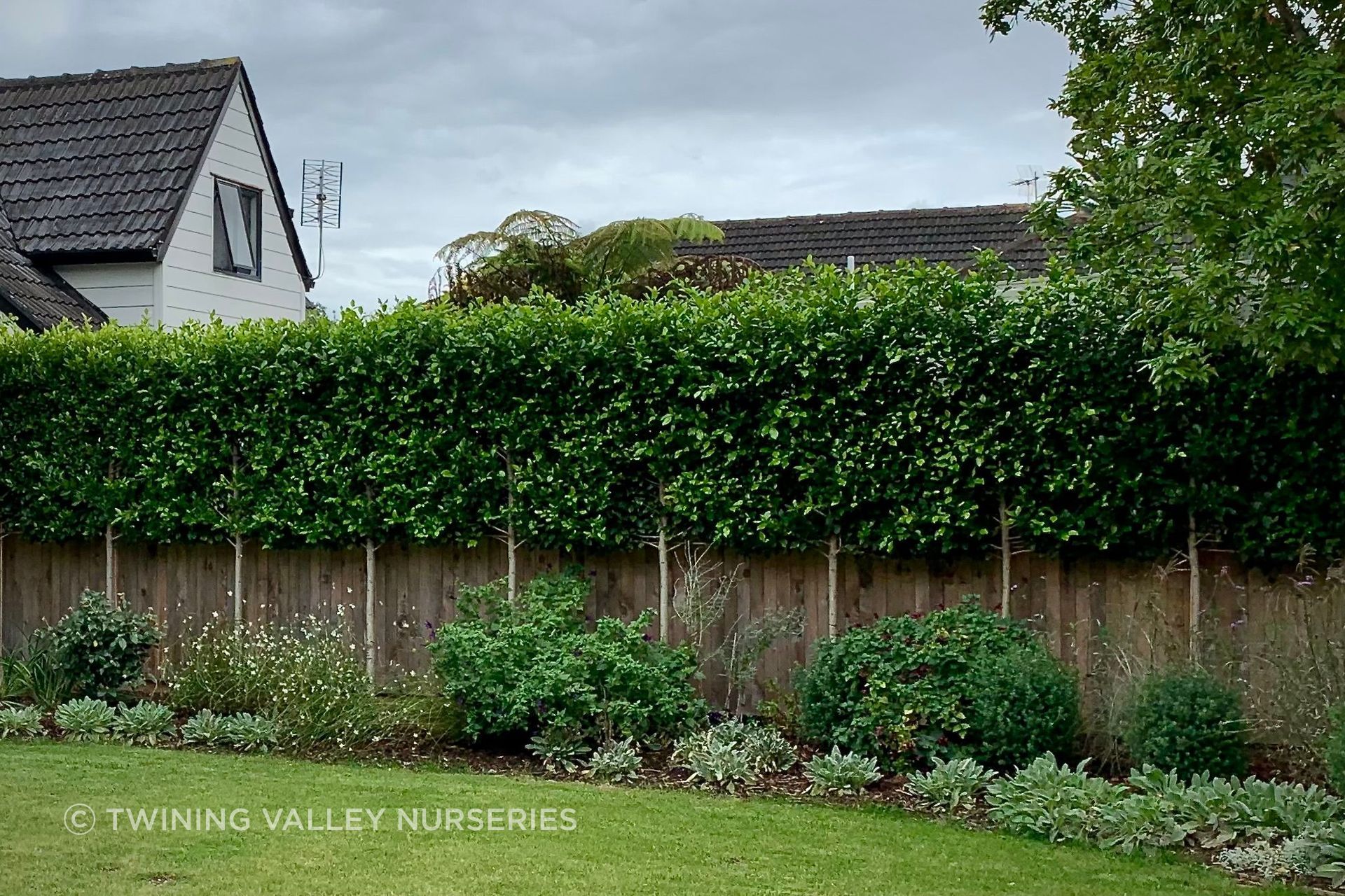 Pleached Screens add foliage and screening above the fence while leaving the area below more open.