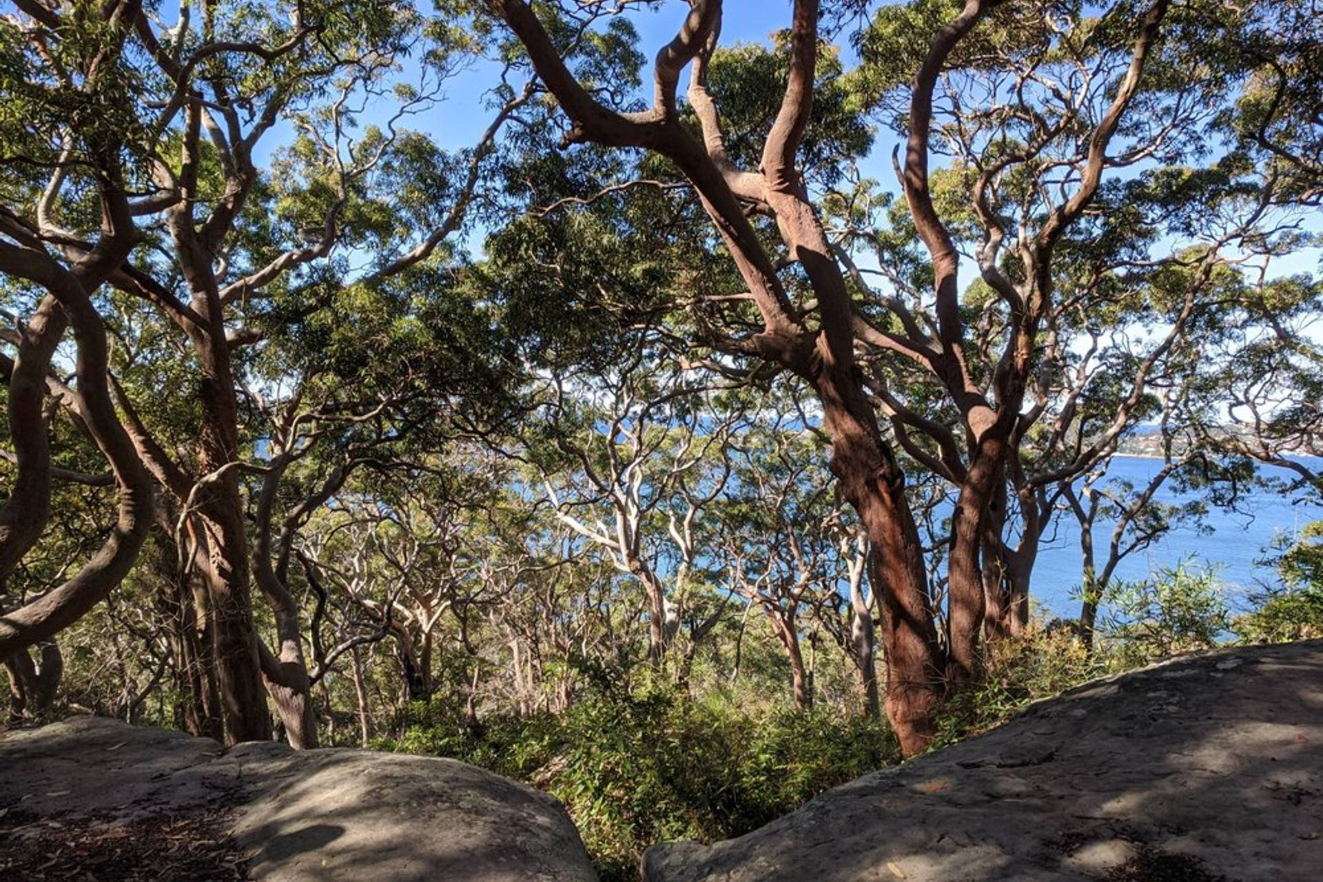 Sydney bushland foreshore, Middle Head, July 2020, photo © Kate Goodwin