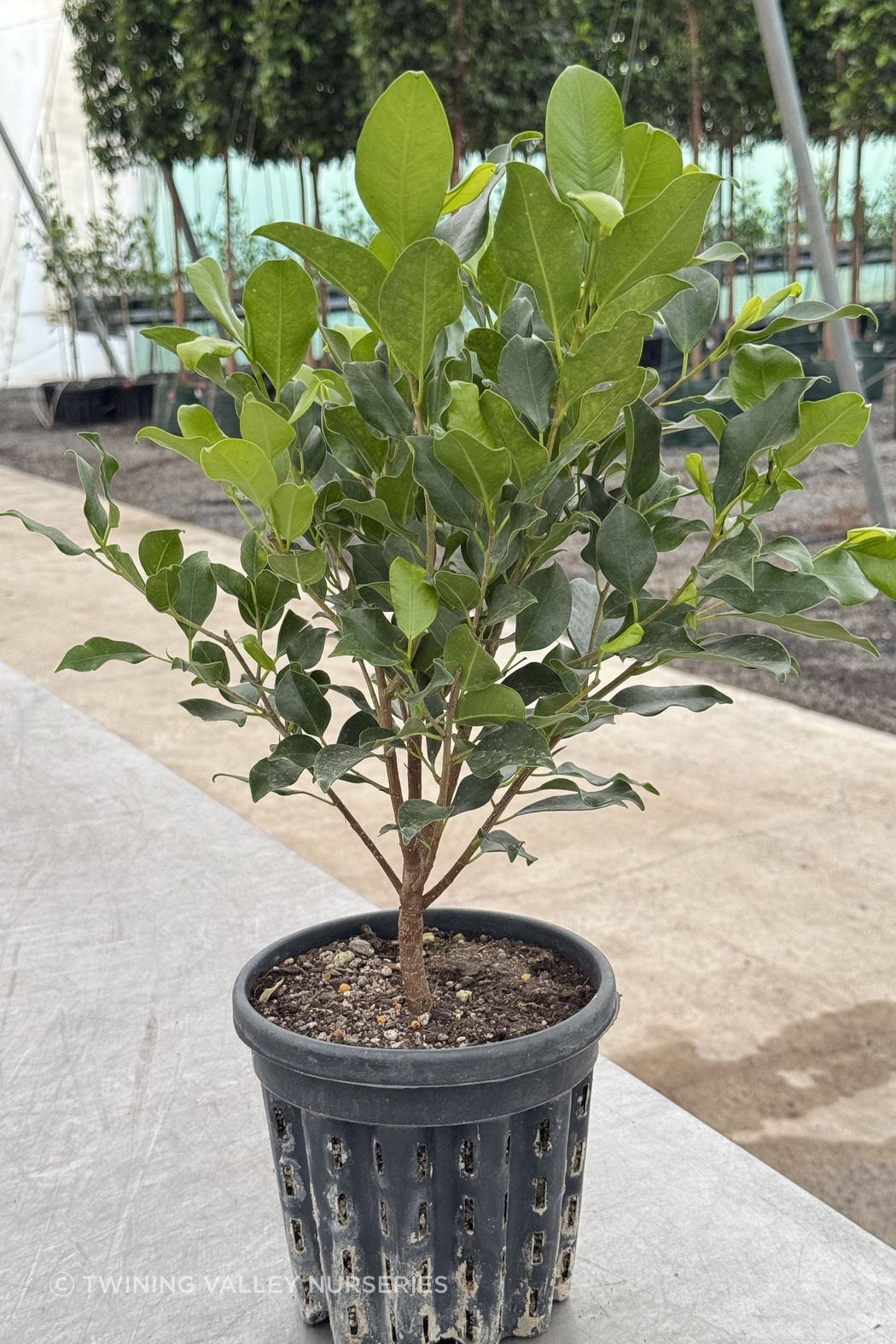 After further growth and trimming, the young plant has developed stronger branching and a fuller shape, ready for the next stage.