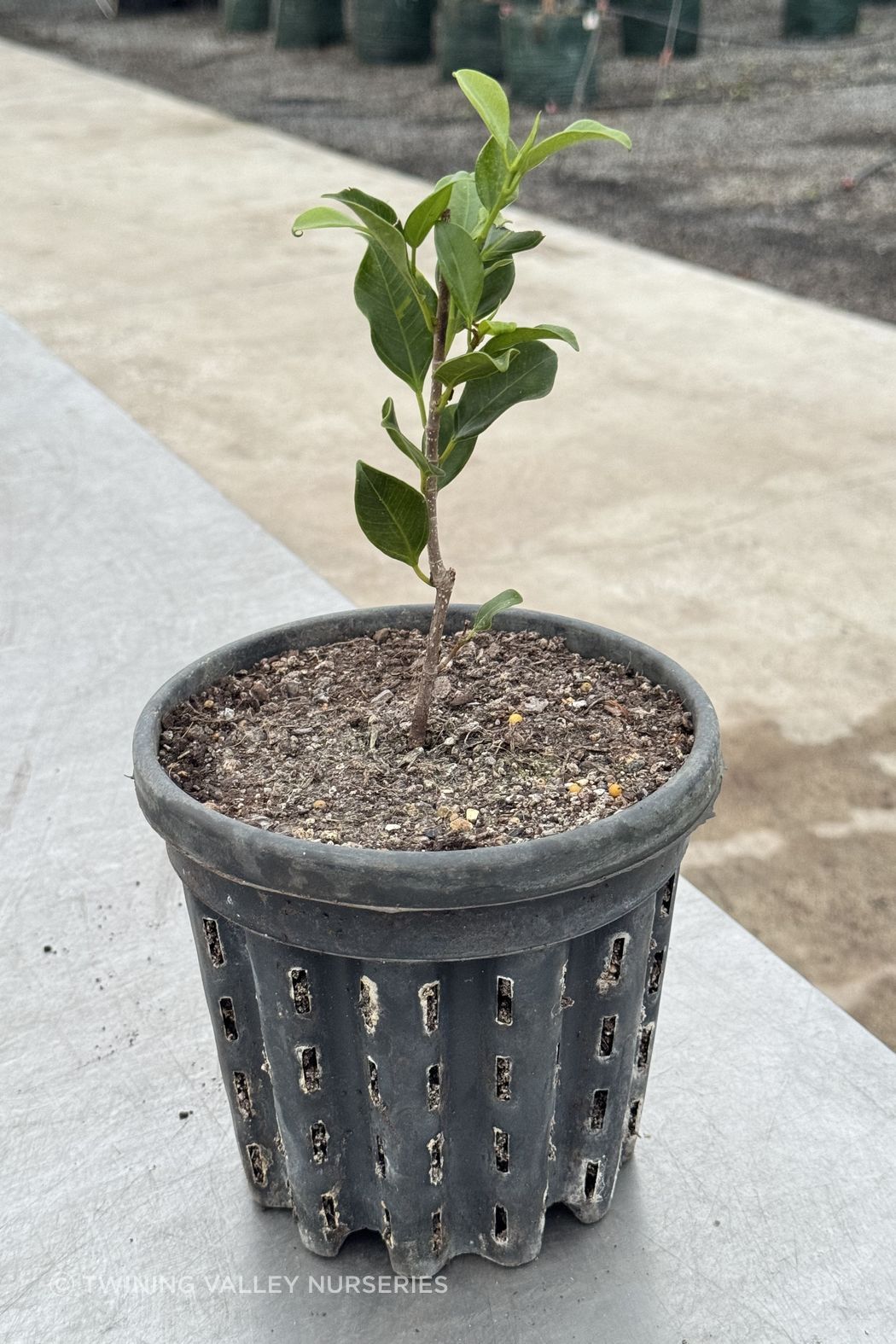 A young hedge plant at the beginning of the growing process.