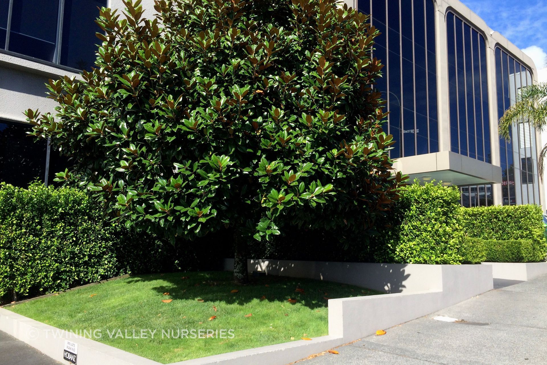 The instant hedges provided immediate structure for this landscaped building frontage.