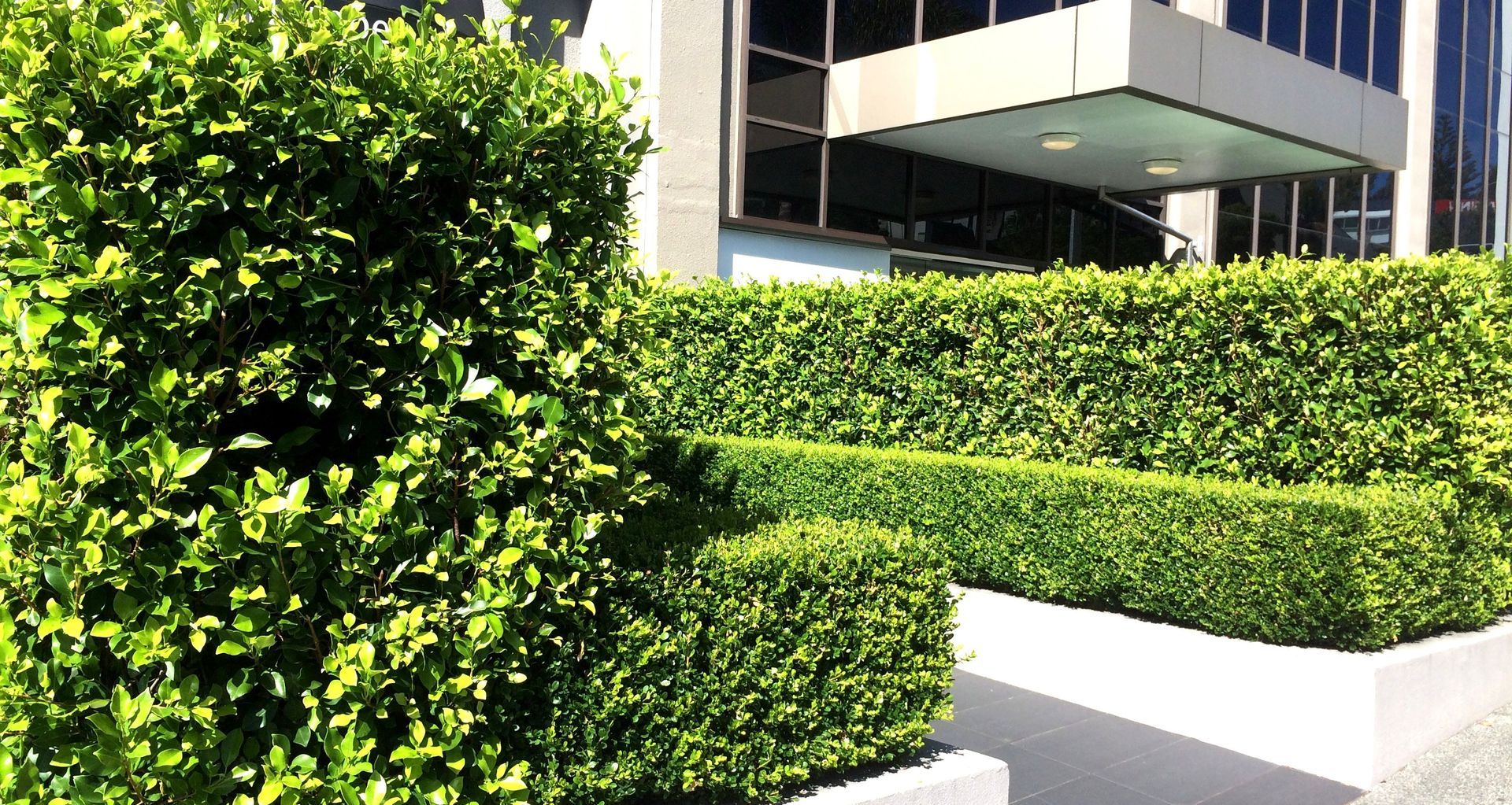 Fully formed hedges bring immediate structure to this commercial entrance landscape.