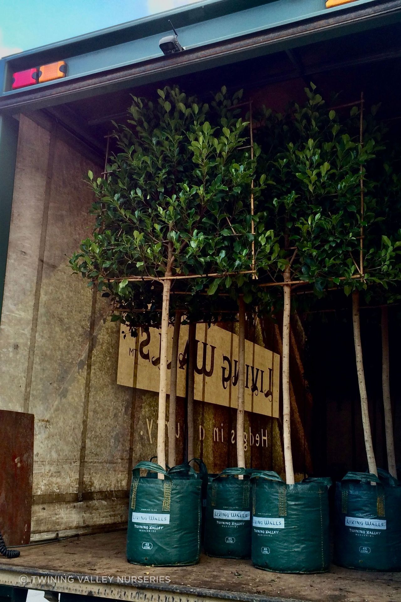 Pleached Screens, with clear stems below the trained foliage, arriving on site.