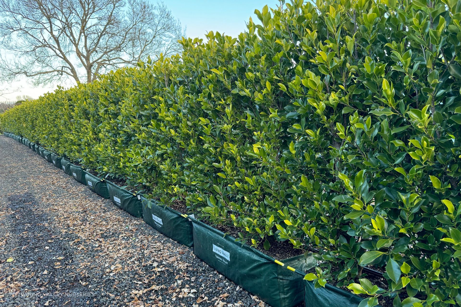 Fully formed hedge lengths ready to leave the nursery and be installed on site.