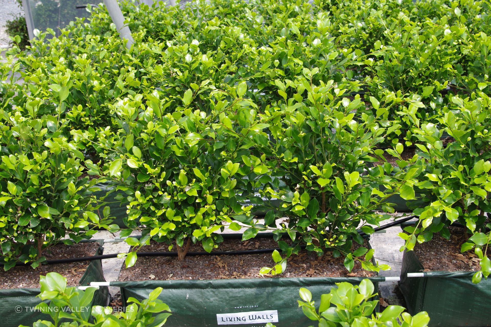 Repeated trimming encourages lateral growth, helping the separate plants close the gaps and form one hedge.