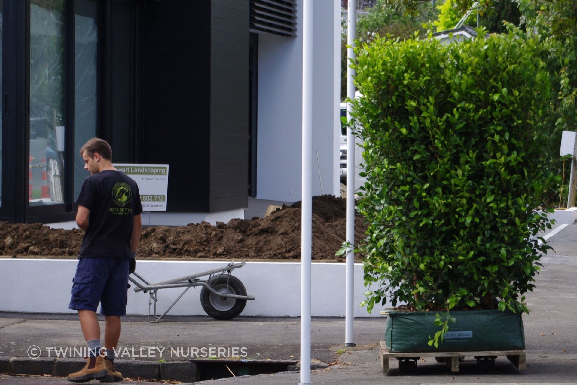A fully formed Living Walls™ hedge unit, supplied in  one-metre lengths.