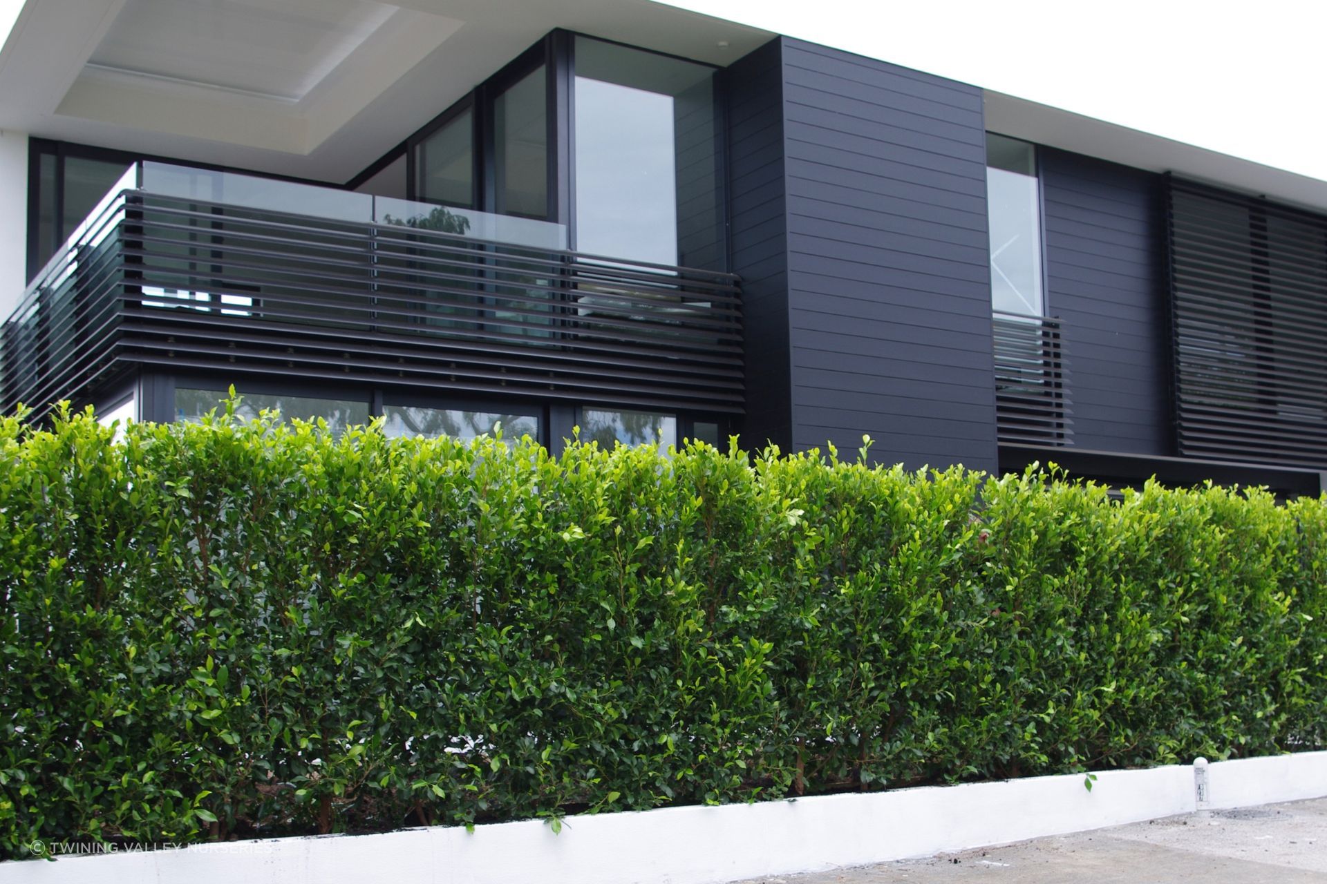 Installed that day, the one-metre hedge lengths already read as one continuous hedge.