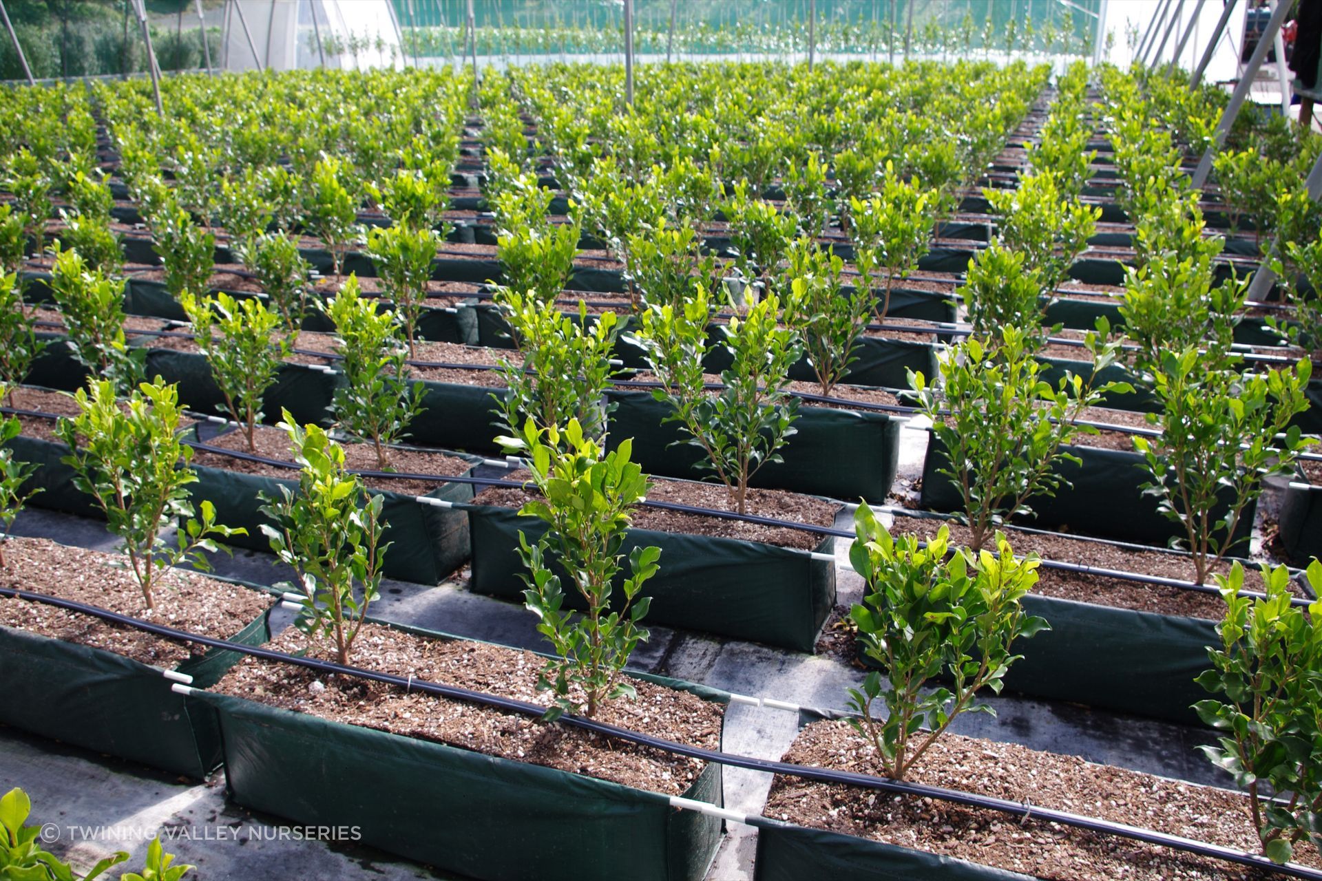 Well-developed plants newly transferred into metre-long hedge bags. Like the individual plants used to form a traditional hedge, they are still separate at this stage. They will now be grown and repeatedly trimmed until the gaps close.