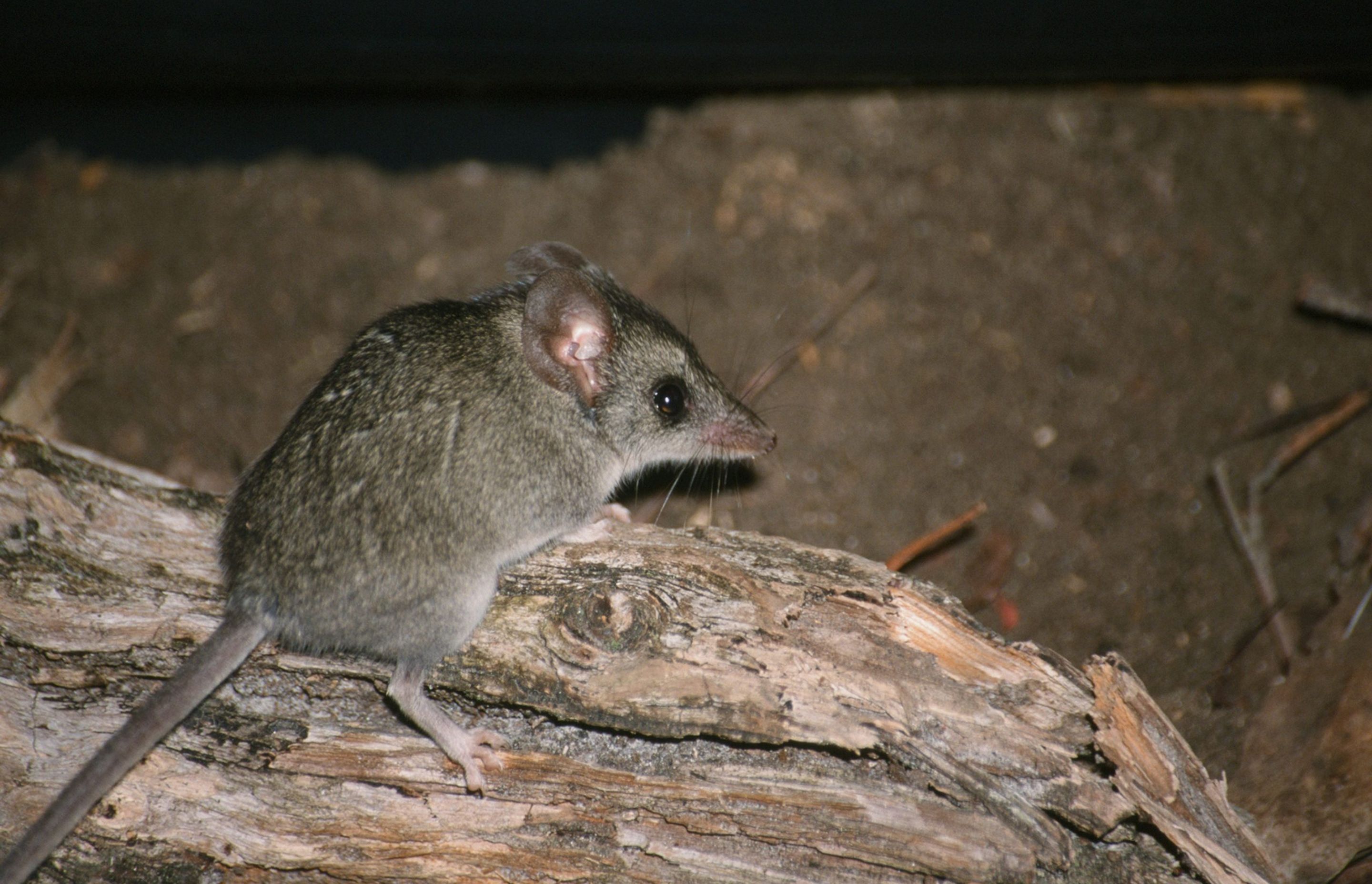 Kangaroo Island Dunnart – Photo by Jody Gates