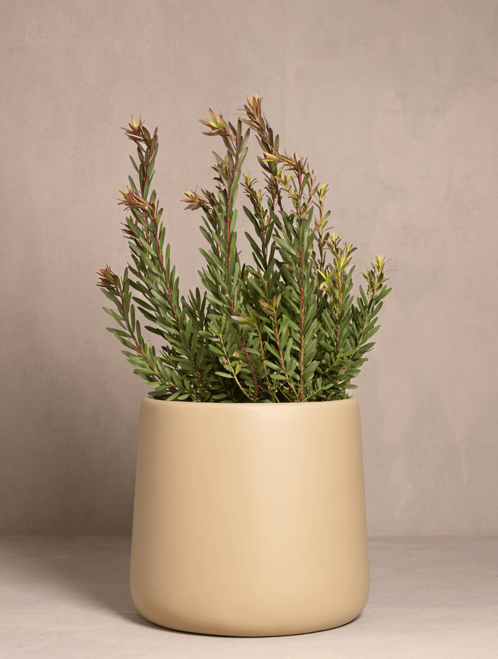 Leucadendron-v2.png