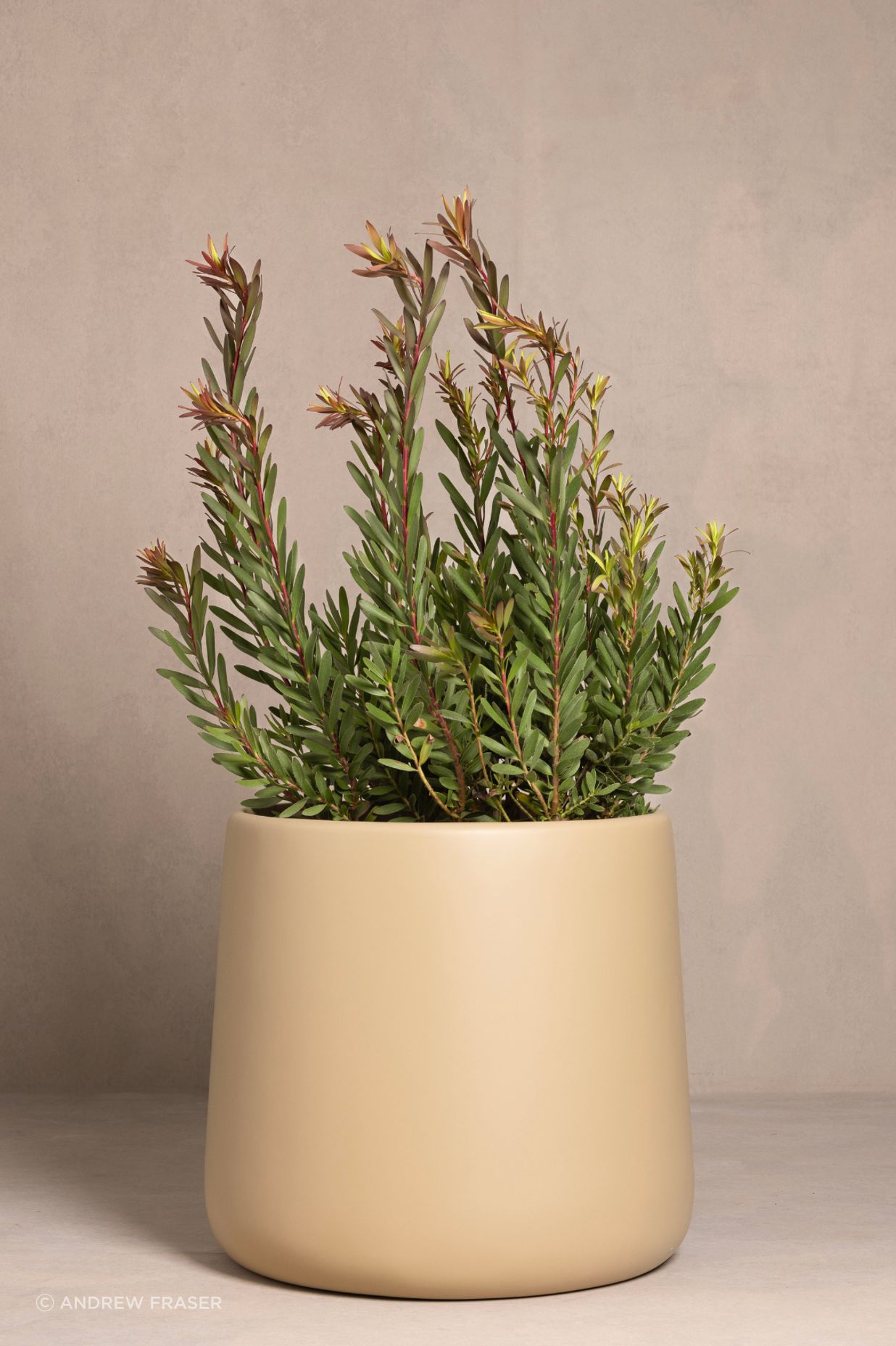 Leucadendron-v2.png