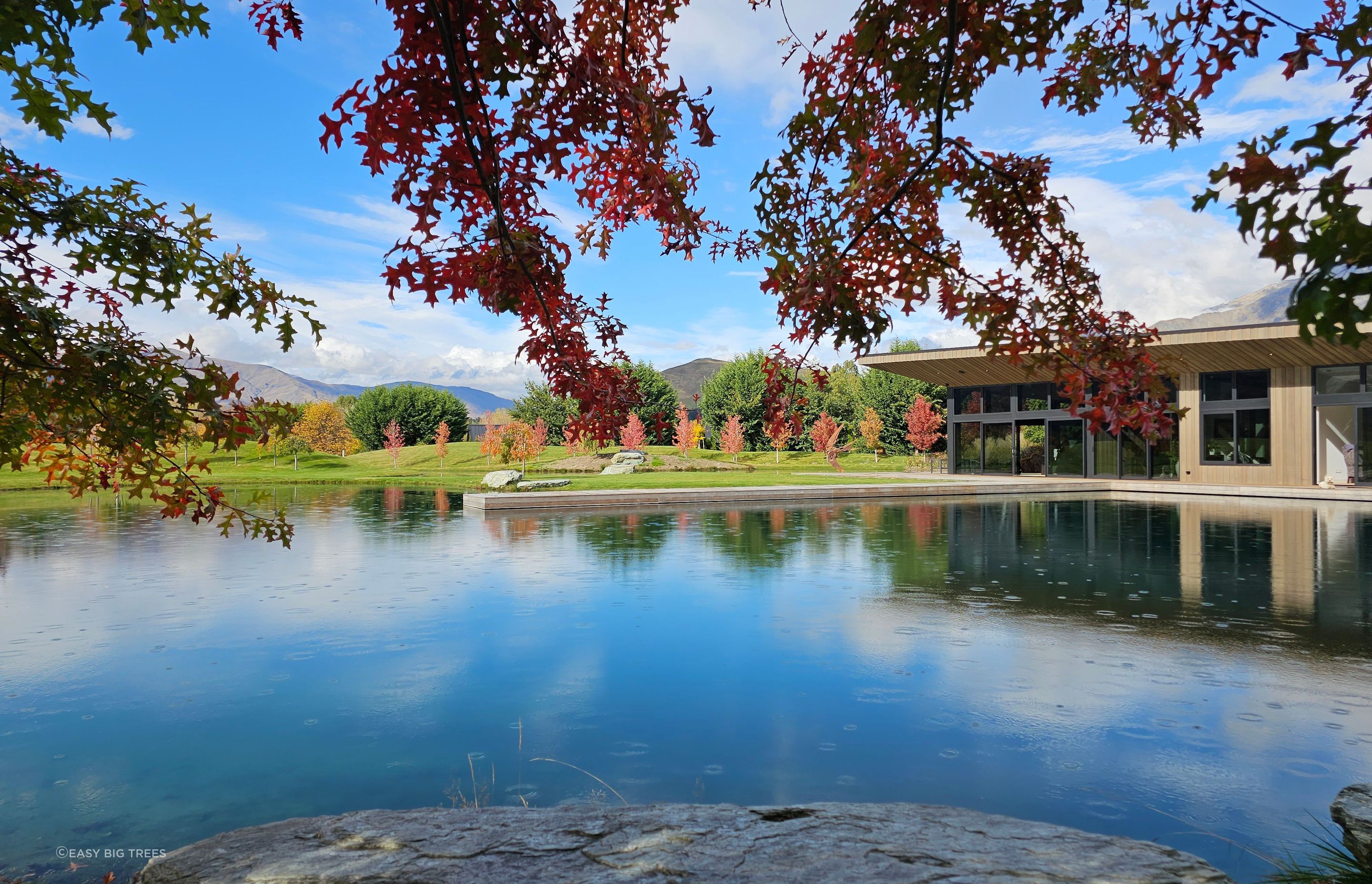 Liquidambar-Quercus-palustris-Wings-Over-Water-April-2024-7.jpg