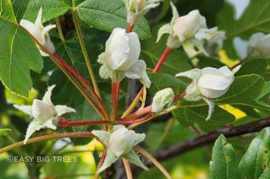 MALUS-Feature-Tree-Close-Up-banner-849x750px-ARCHIPRO.jpg