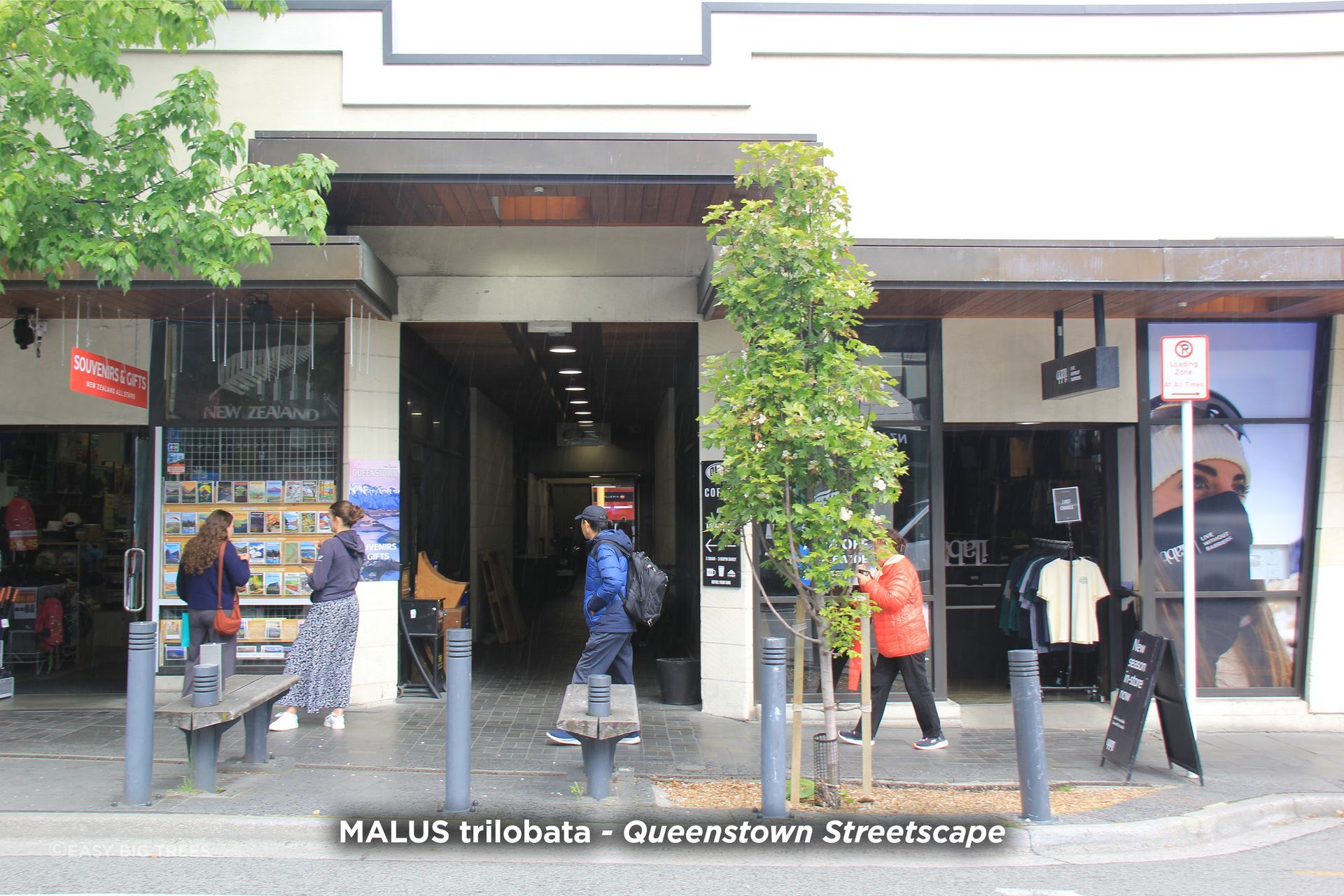 MALUS-Standard-Project-banner-1500x1000px.jpg