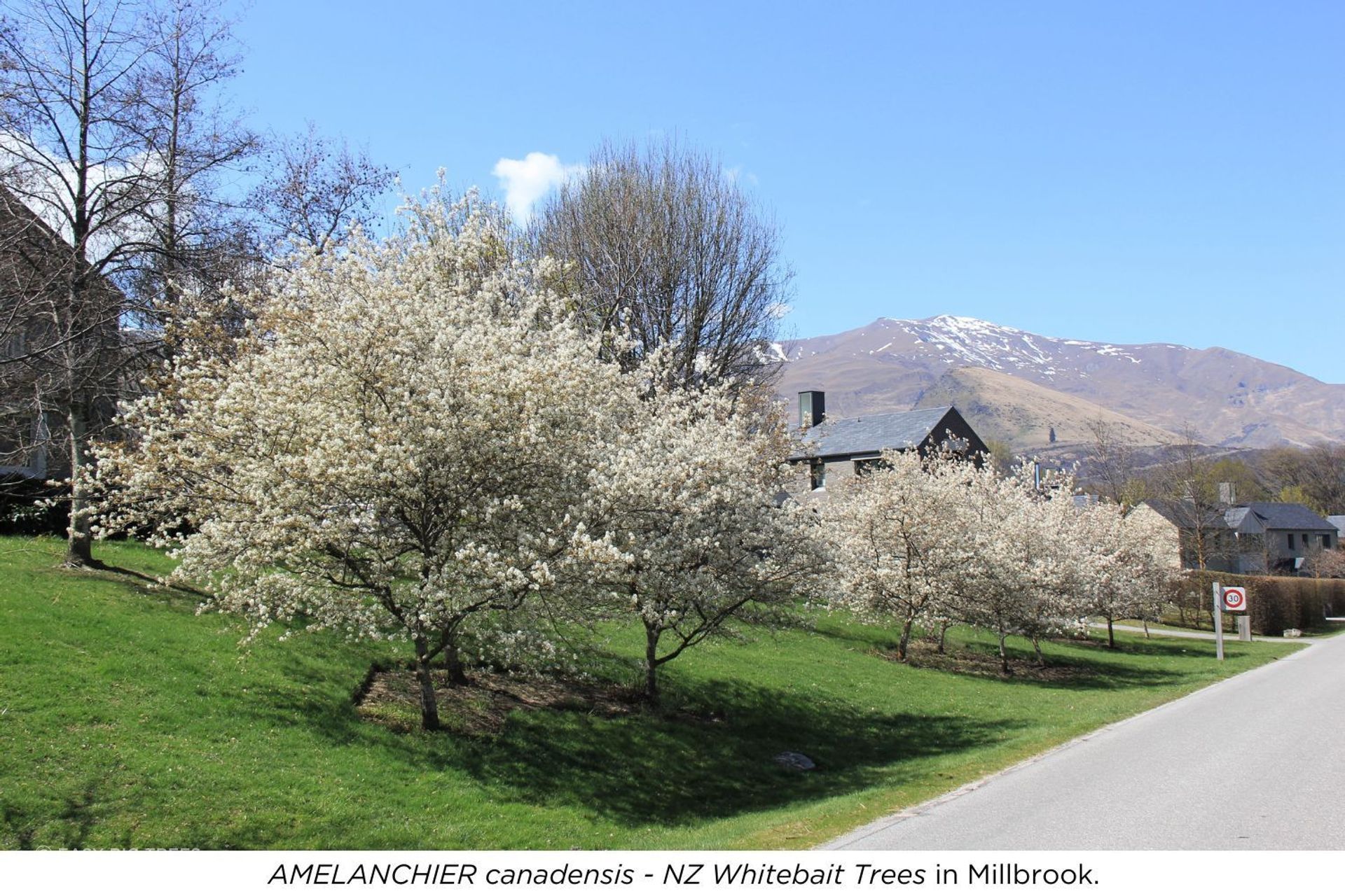 Millbrook-1-Spring.jpg