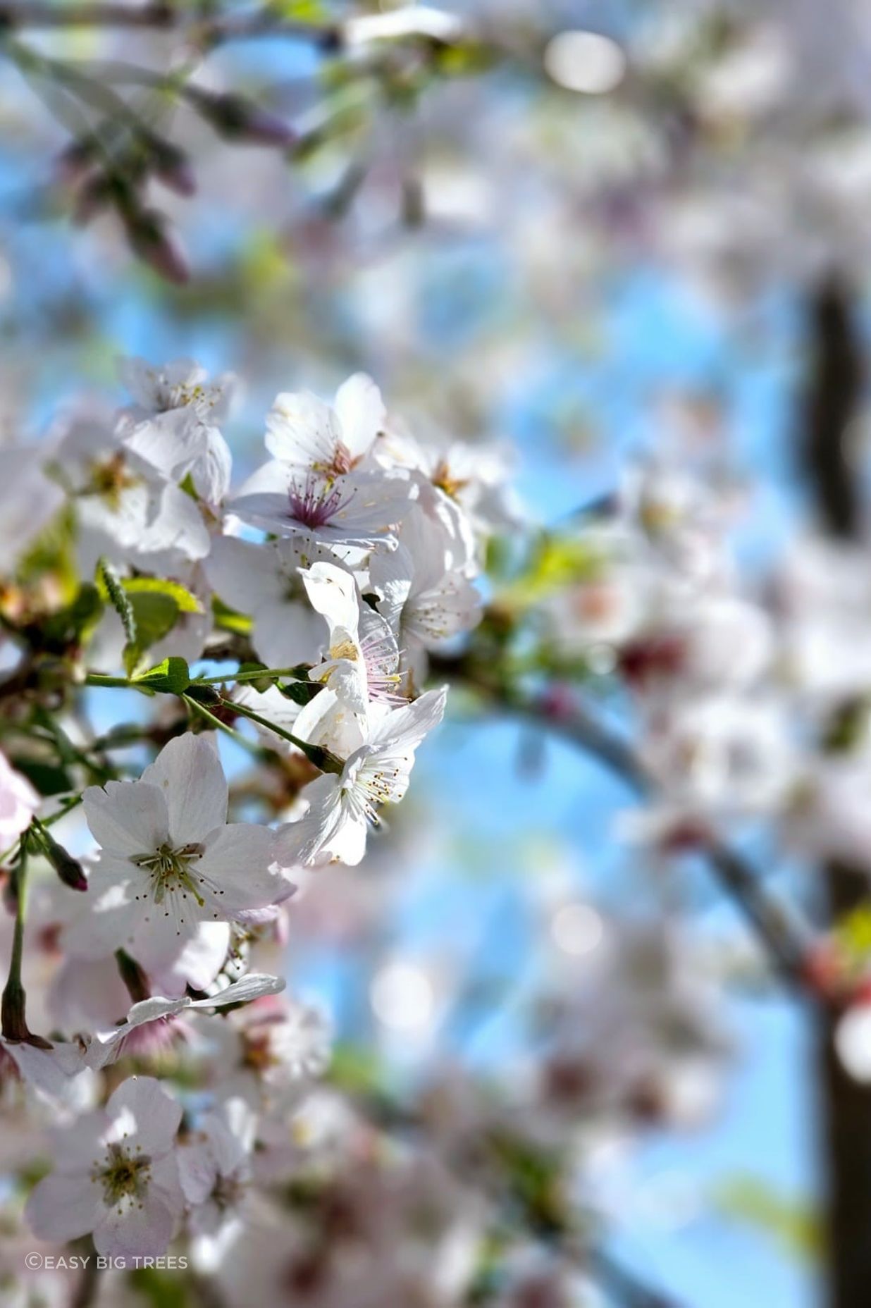 PRUNUS ‘Mountain Haze’ – White Blossom flowers