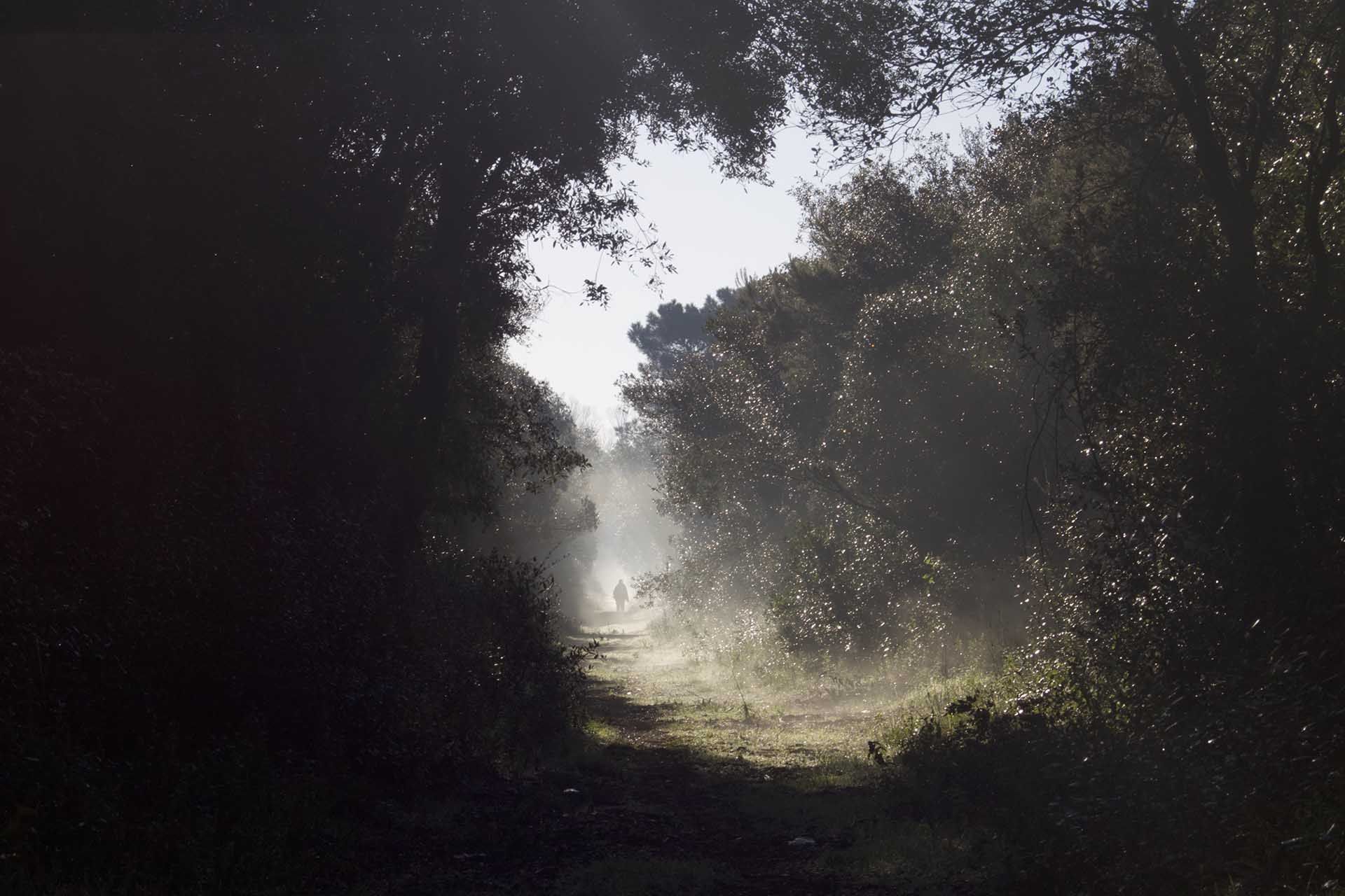 Mysterious forest landscape takes first place in Denmark’s photo contest