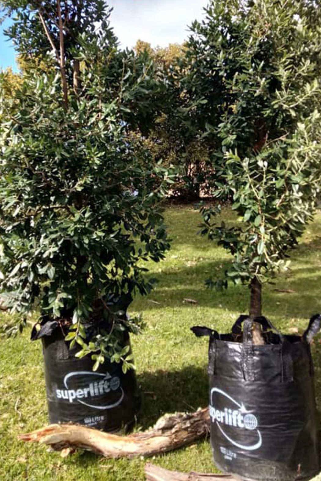 Need-Trees-01-v1.jpg