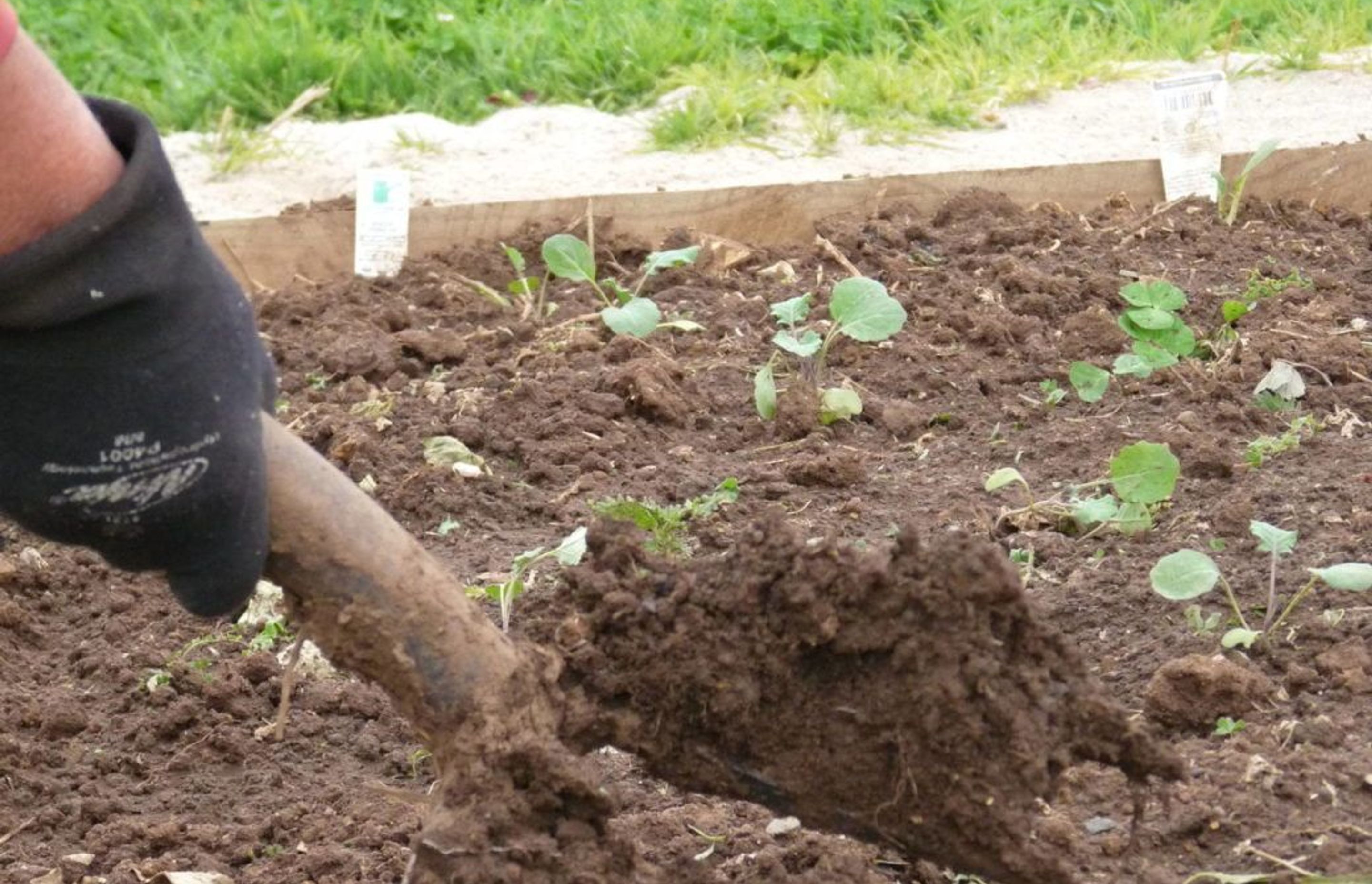Gardening during Isolation