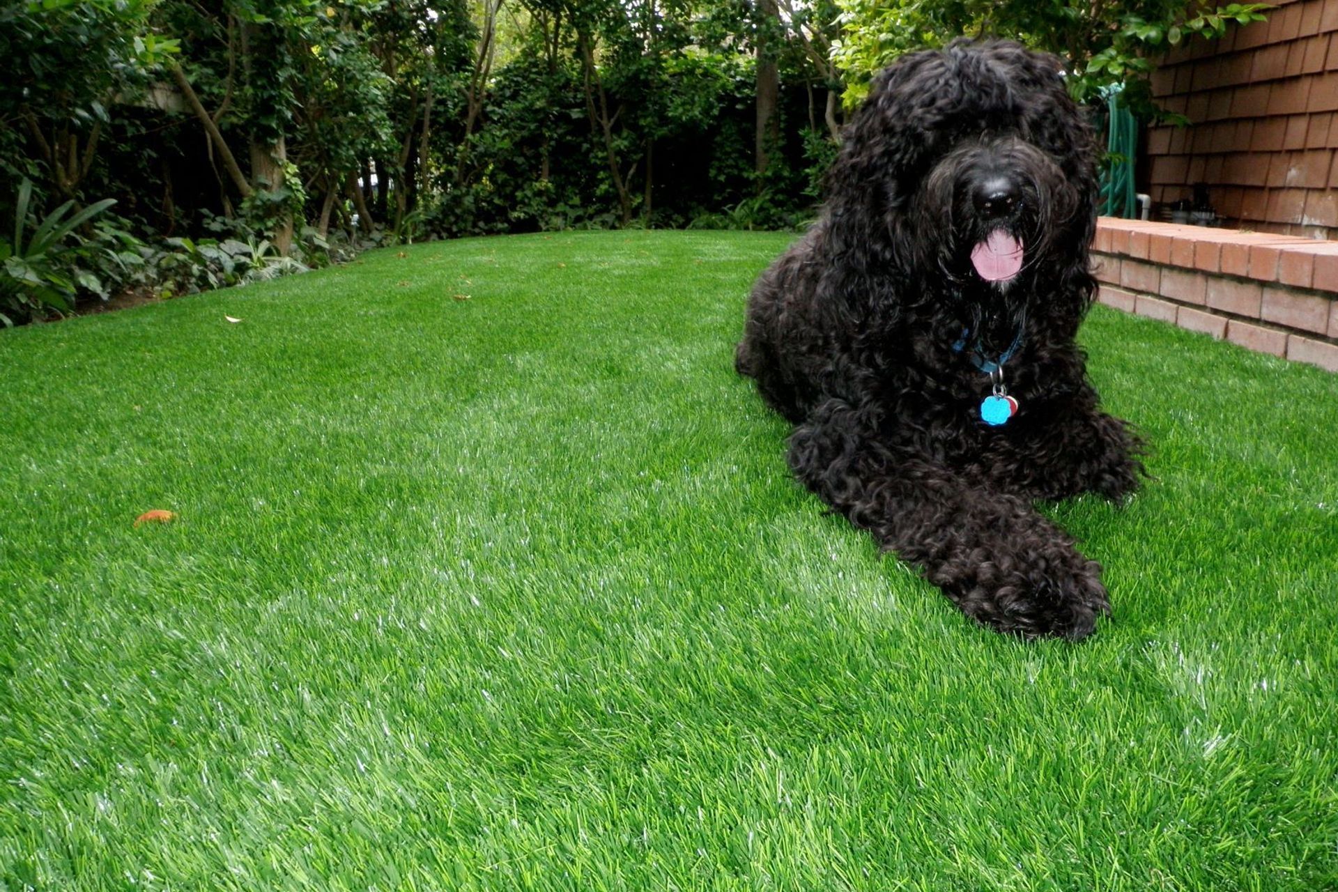 Pets and Turf: Is Synthetic Grass Suitable for Pets?