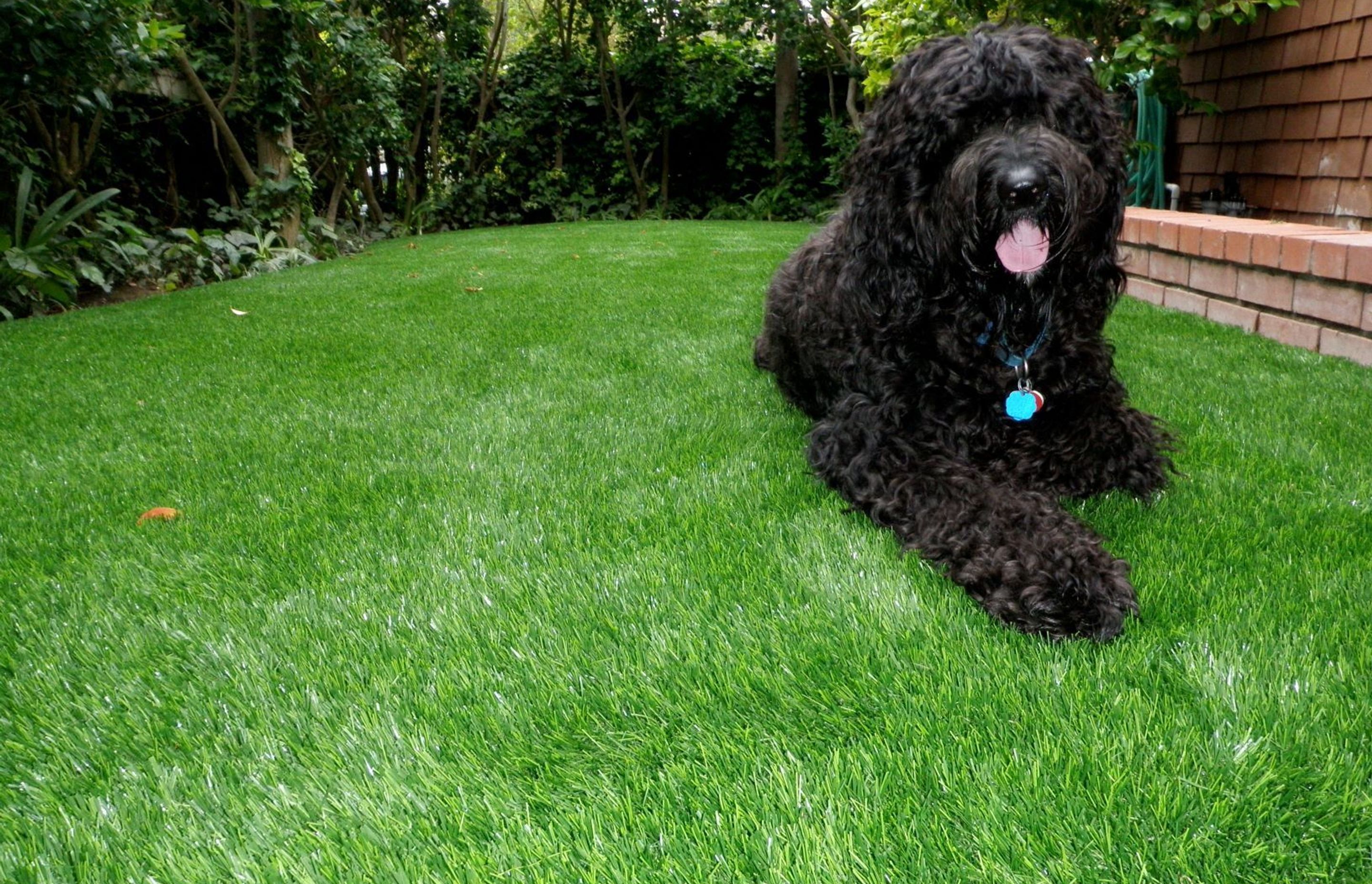 Pets and Turf: Is Synthetic Grass Suitable for Pets?