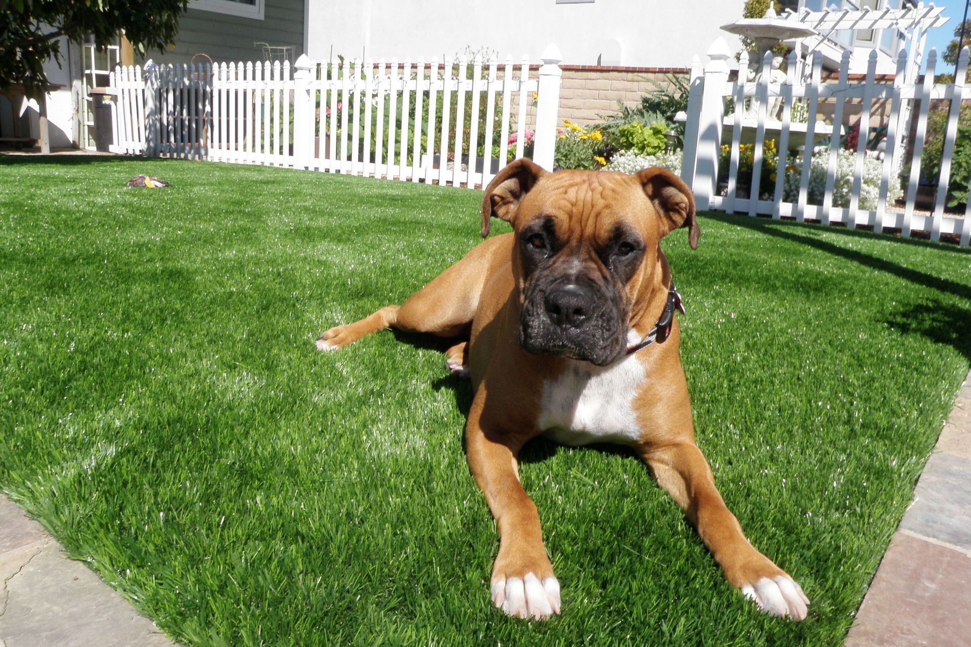 Pets and Turf: Is Synthetic Grass Suitable for Pets?