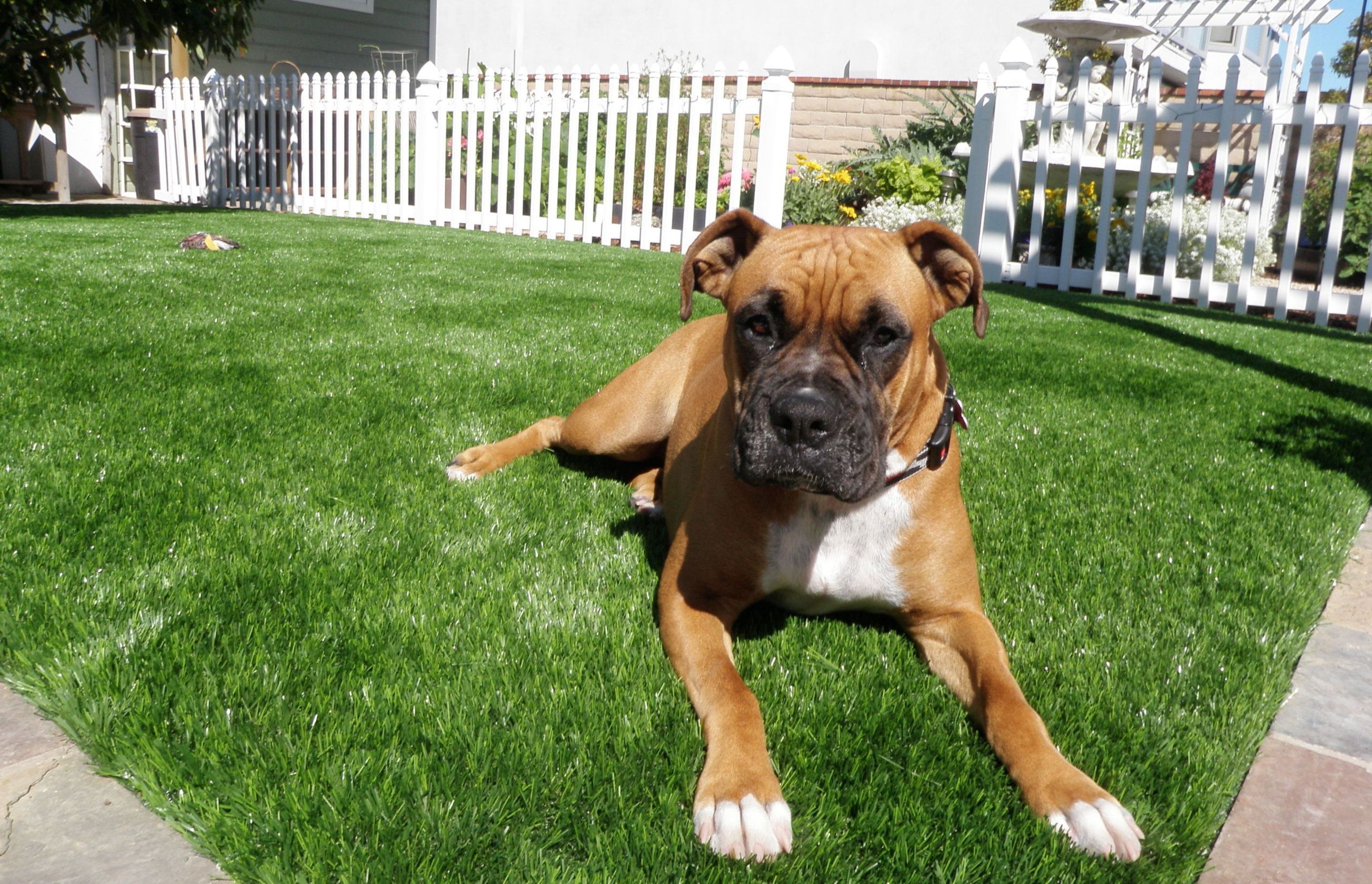 Pets and Turf: Is Synthetic Grass Suitable for Pets?