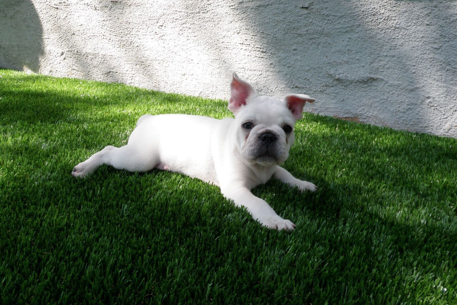 Pets and Turf: Is Synthetic Grass Suitable for Pets?