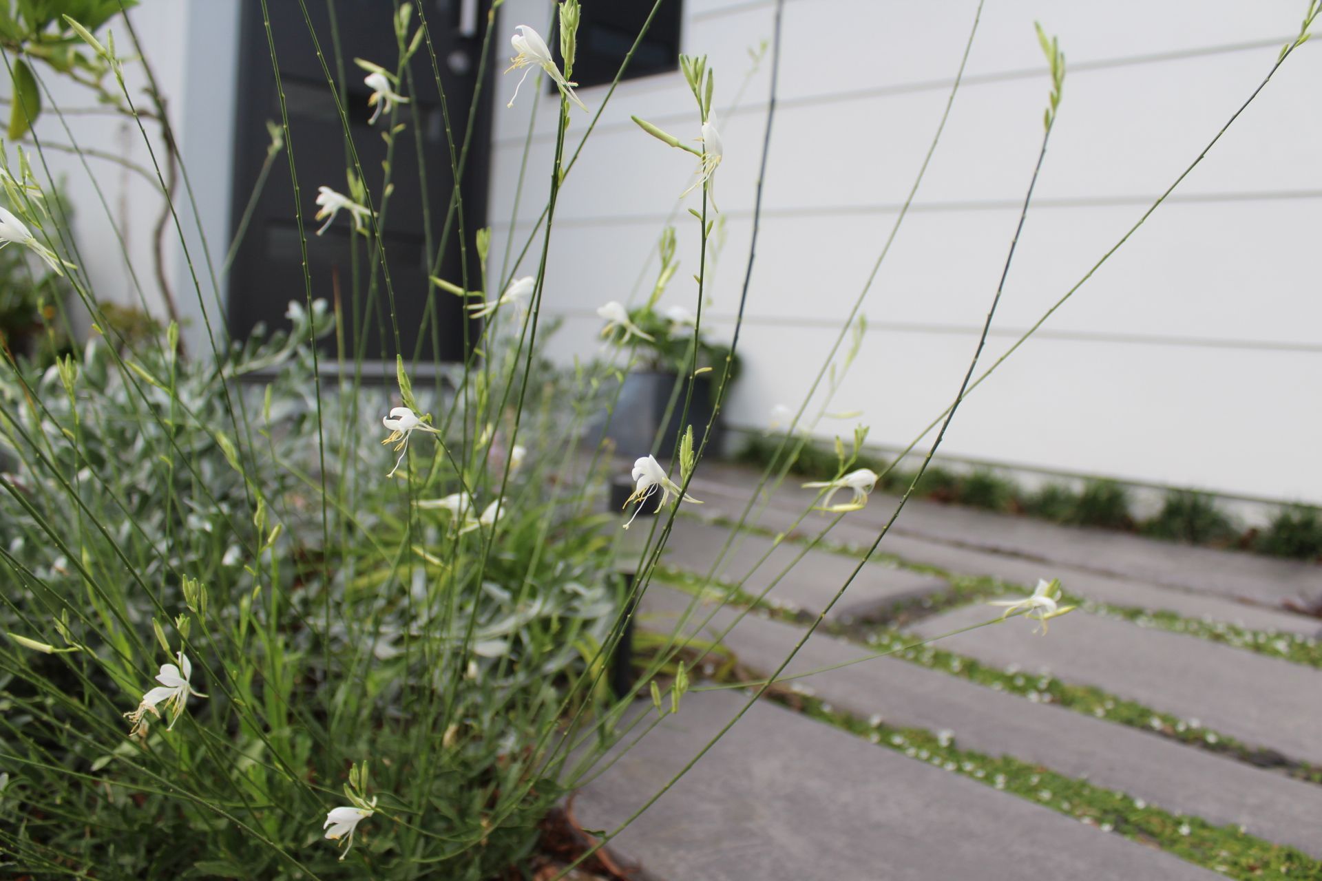 Palmview Residence | Bare Roots Design Studio