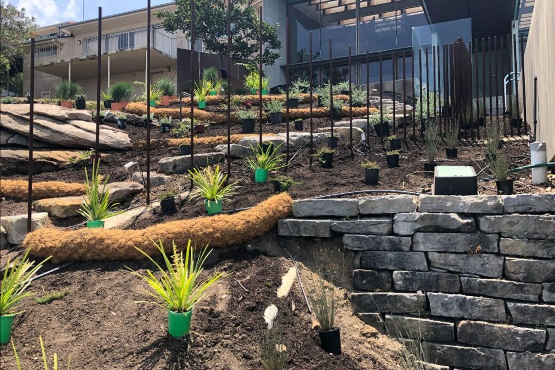 Plant selection above: Lomandra hystrix ‘Katie Belles’ (Mat Rush), Meeboldina scariosa (Velvet Rush), Rhagodia spinescens (Spiny Saltbush) and Casuarina glauca ‘Green Wave’ (Casuarina She-Oak).