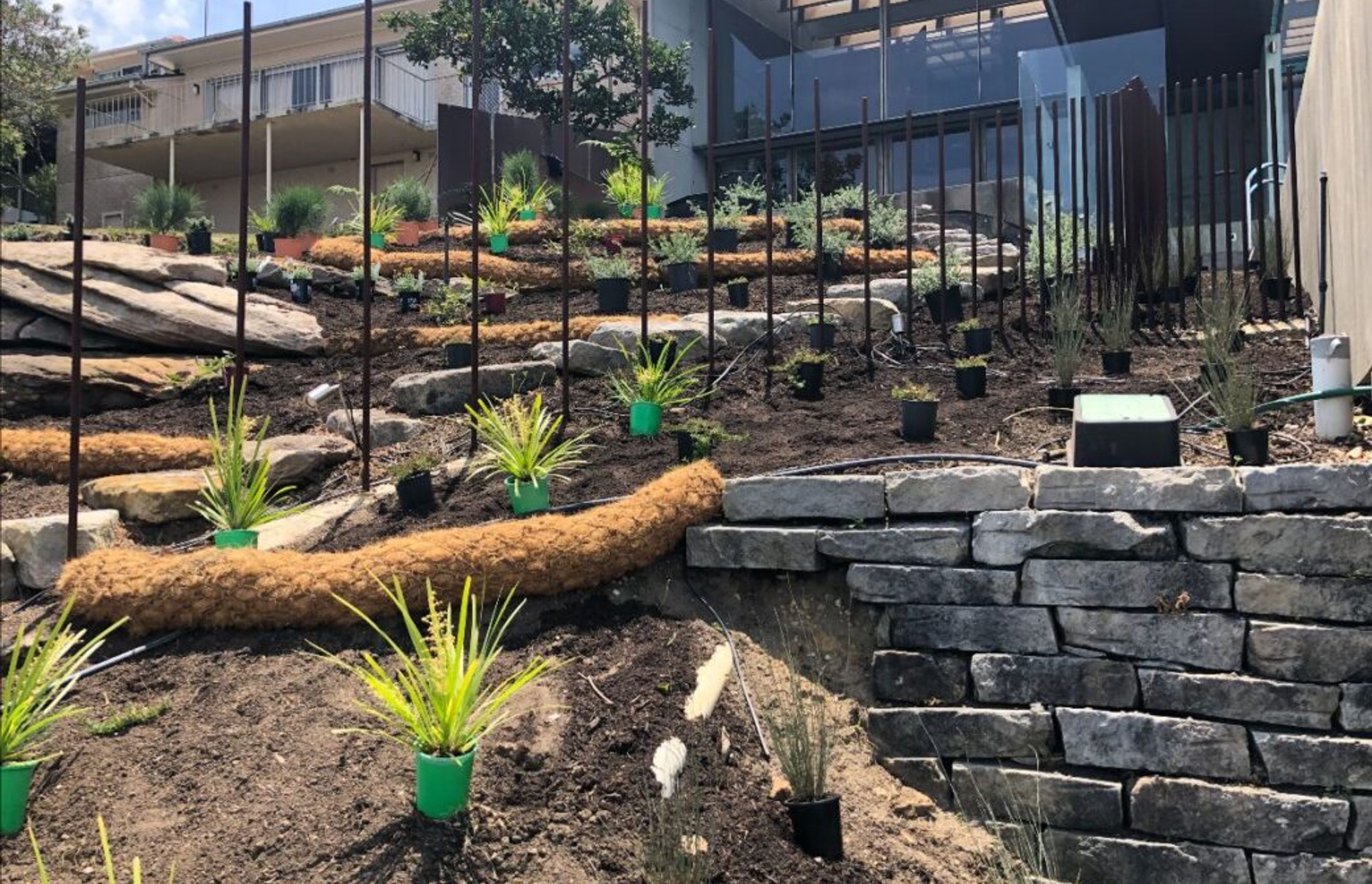 Plant selection above: Lomandra hystrix ‘Katie Belles’ (Mat Rush), Meeboldina scariosa (Velvet Rush), Rhagodia spinescens (Spiny Saltbush) and Casuarina glauca ‘Green Wave’ (Casuarina She-Oak).