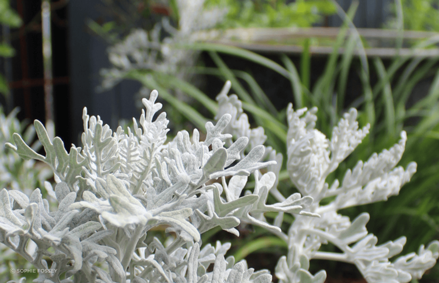 Palmview Residence | Bare Roots Design Studio