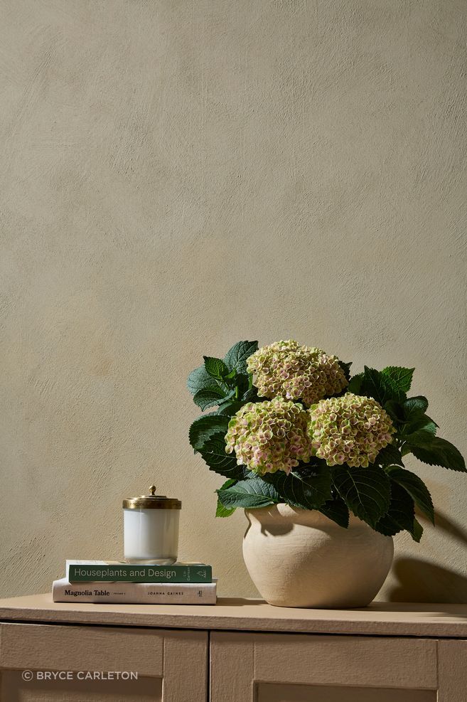 Wall painted in Resene MyArtisan Foundation Coat Sisal using a crosshatch technique, floor stained in Colorwood Bask, chair from Danske Møbler, vase in Double Sisal.