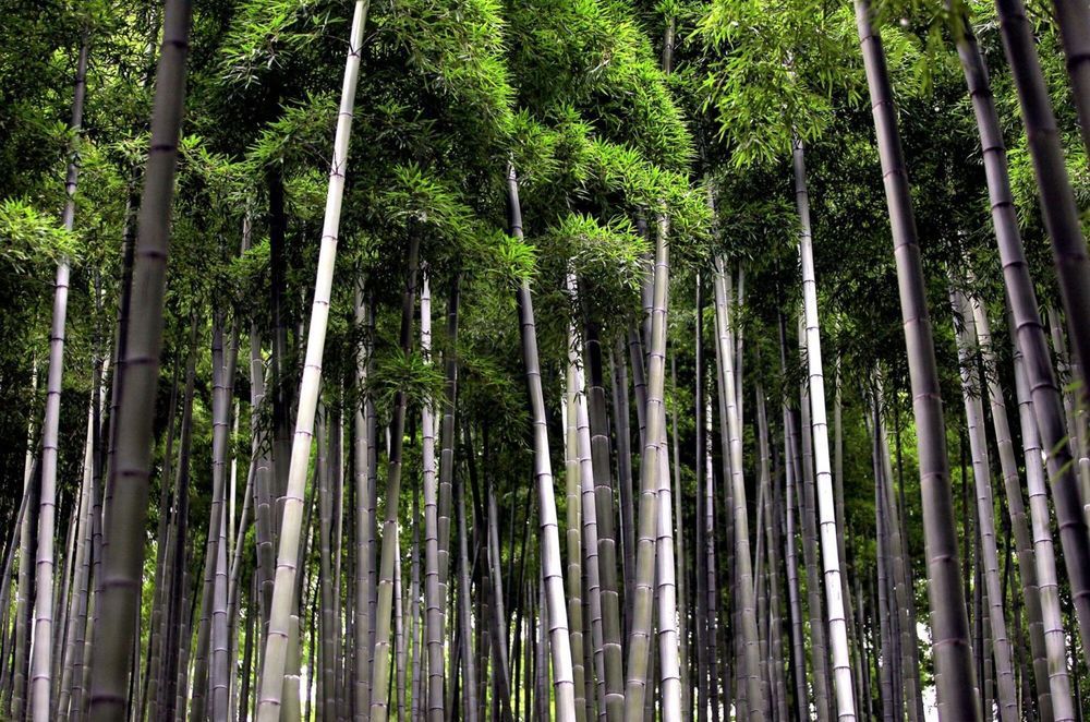 Six reasons why bamboo flooring is THE flooring of 2021
