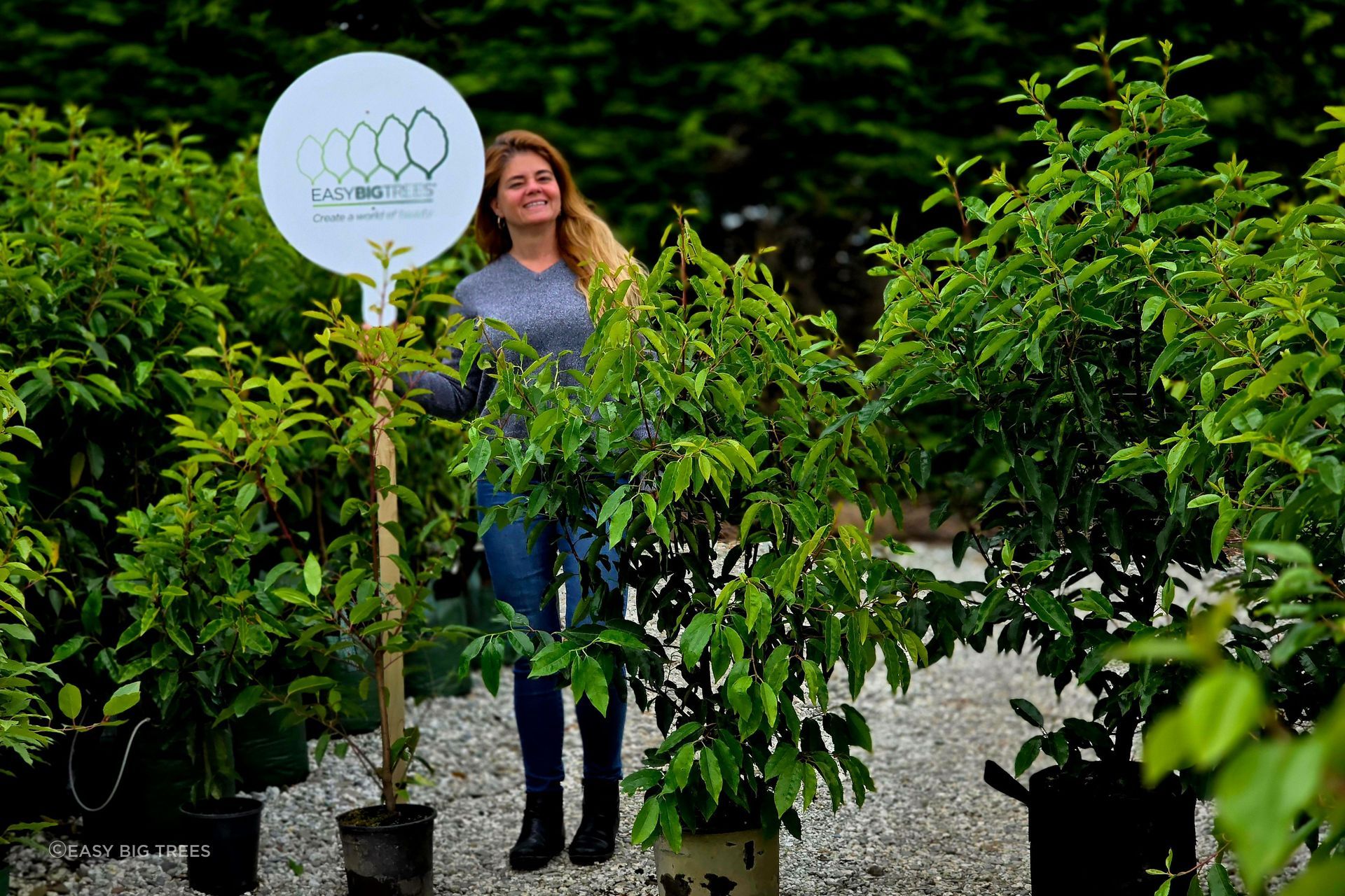 Portuguese-Laurel.jpg