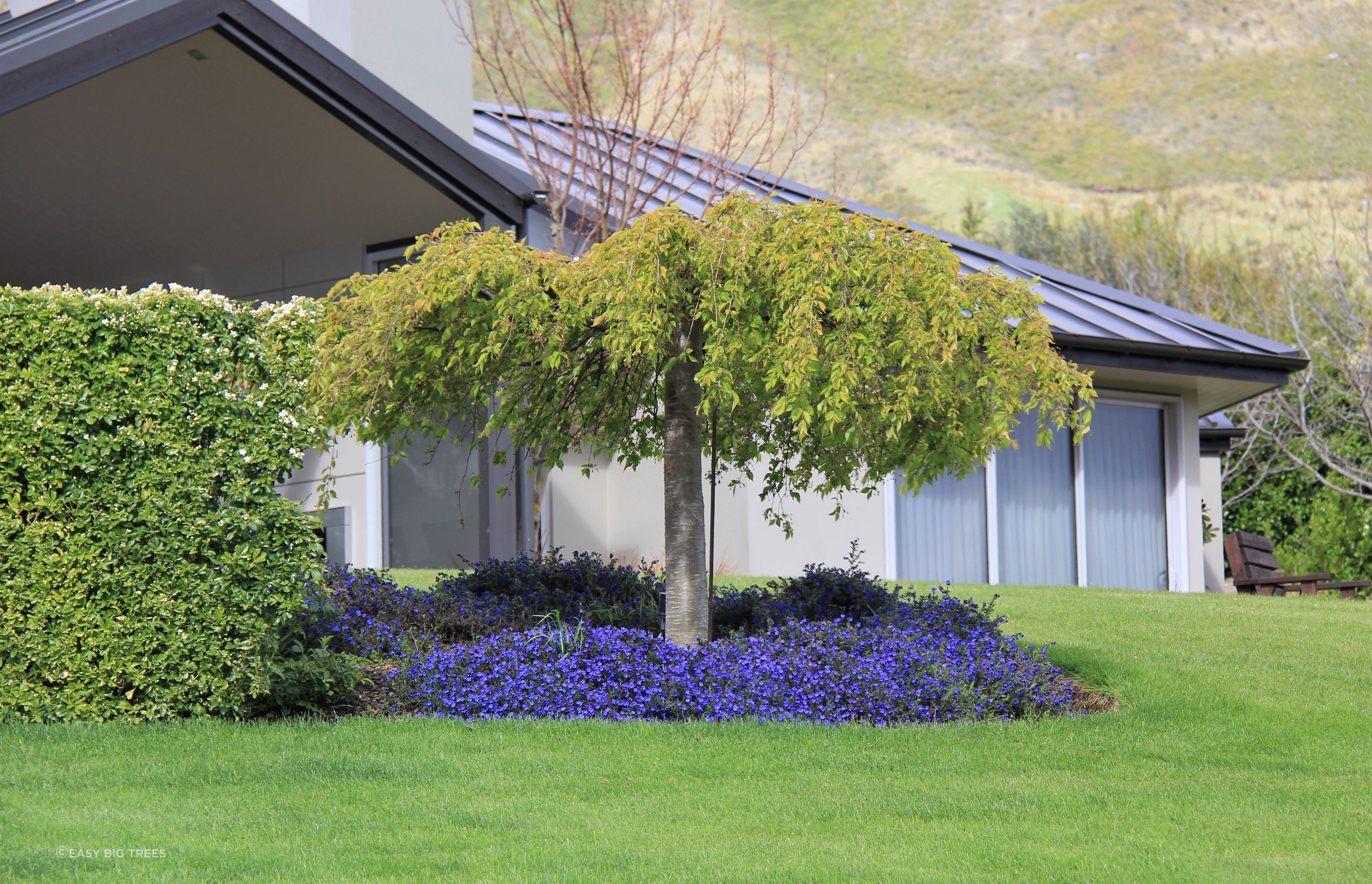‘Falling Snow' - Weeping Cherry Tree in Queenstown, Summer photo.