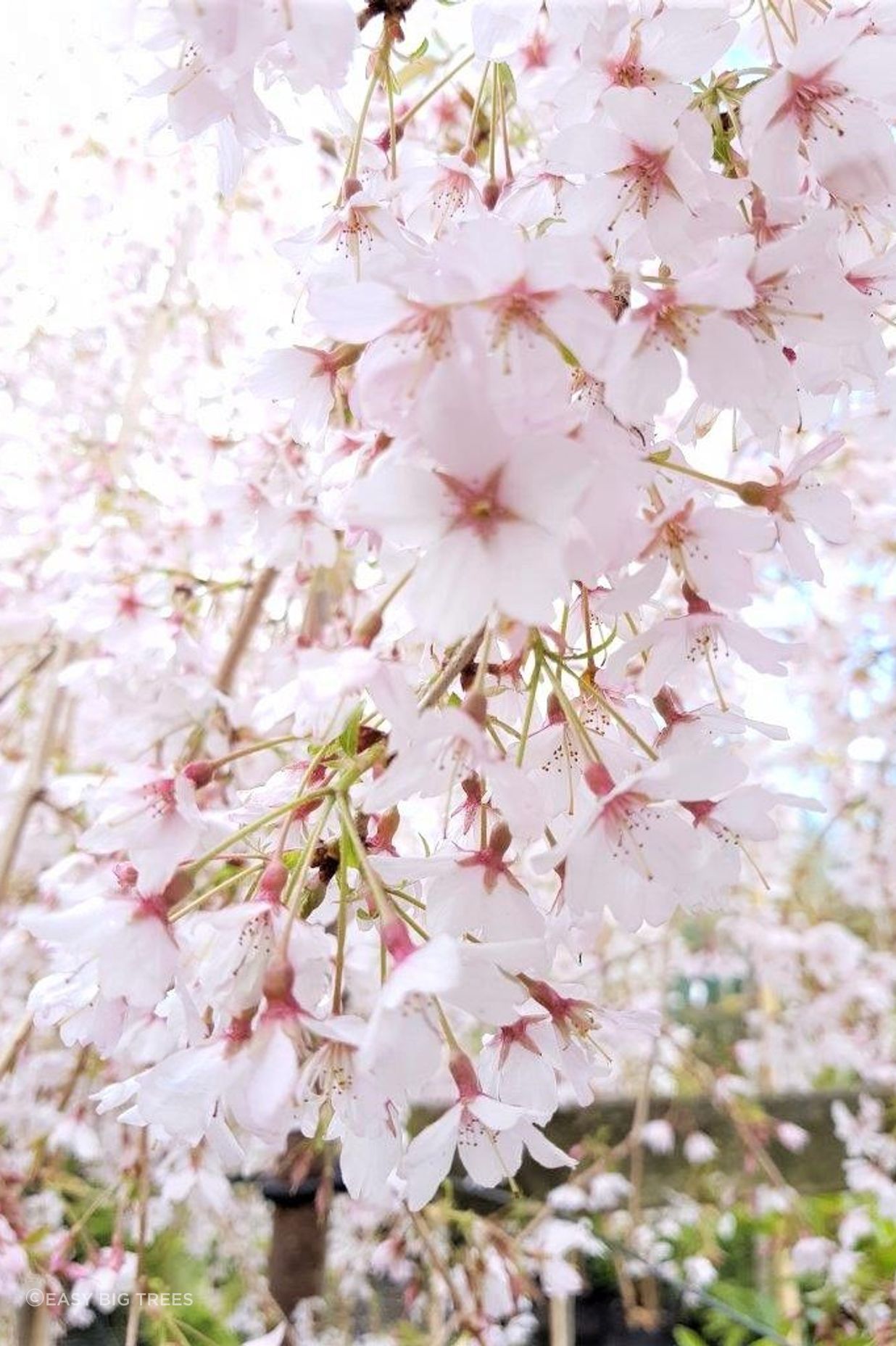 PRUNUS subhirtella 'Falling Snow' - Weeping Cherry flowers