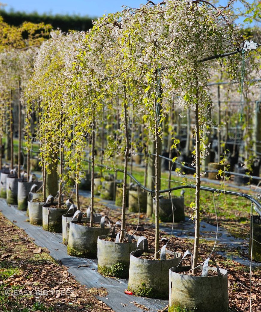 Prunus-Falling-Snow-45lt-Sept-2024-BB.jpg