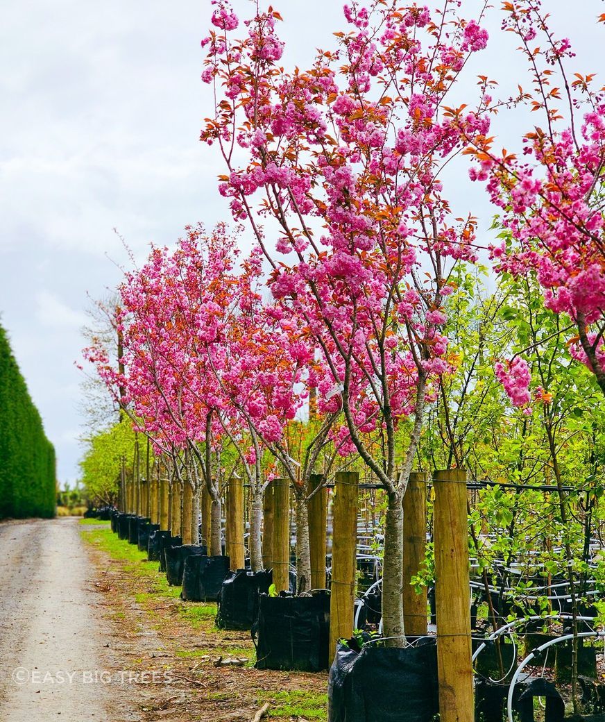 Photo: PRUNUS serrulata 'Kanzan' - Pink Flowering Cherry from heritage grade, 400L container, 5m+ height, 10+ years old. Also available in 45L and 1000L container.