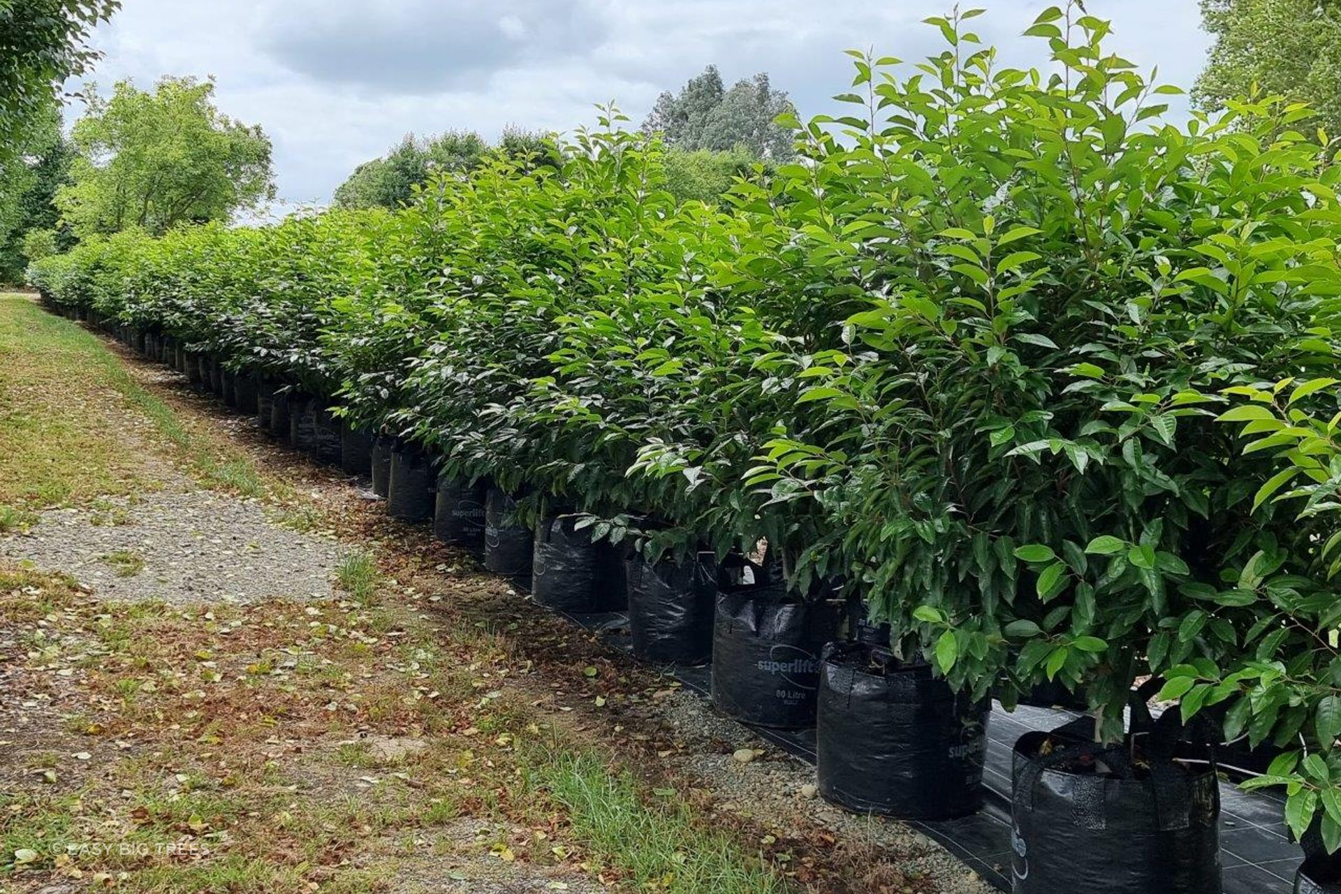 Prunus-Lusitanica-Portugal-Laurel-80L-Jan-2023-2.jpg