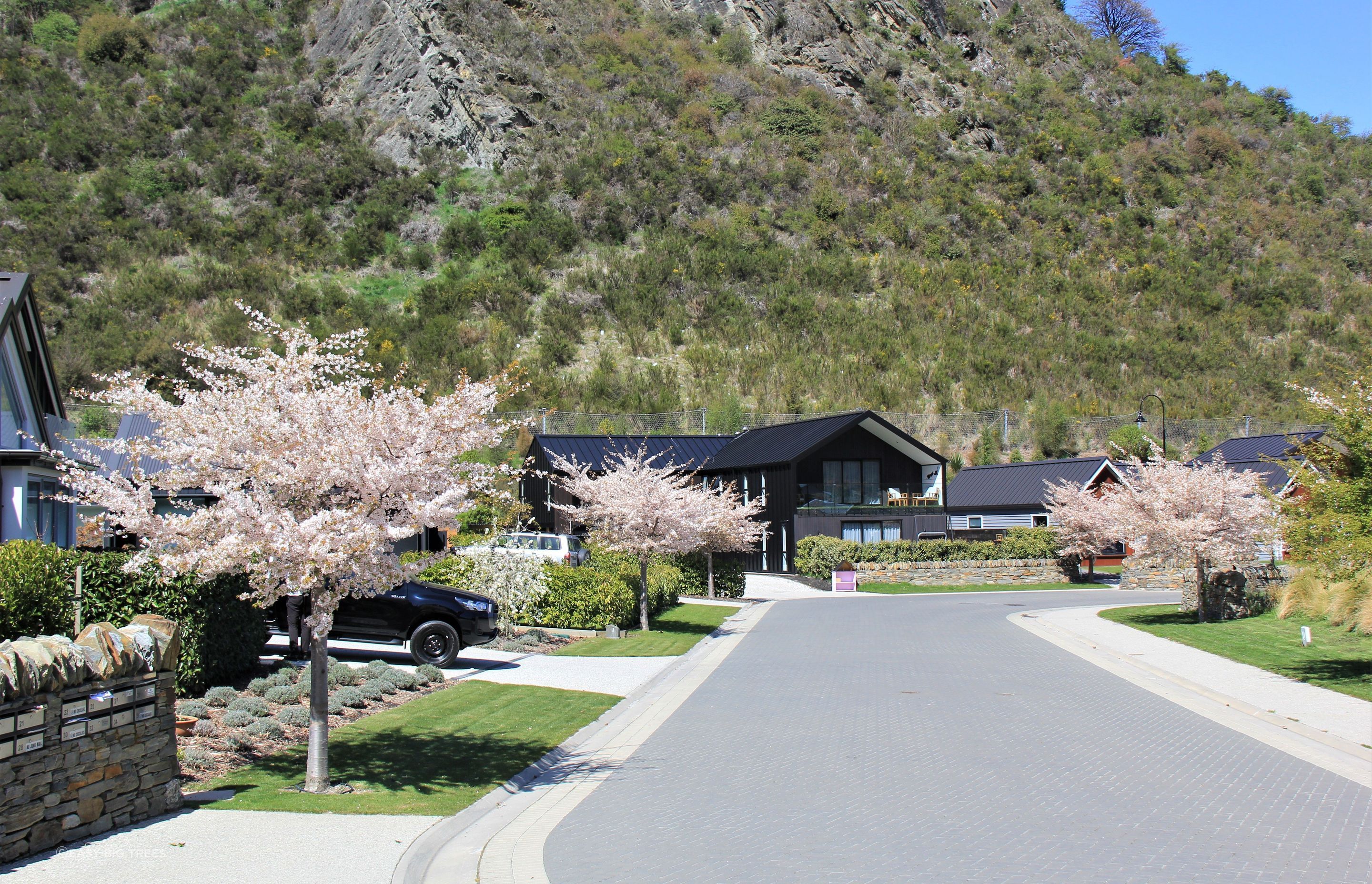 Spring (above) and Summer (below) images of PRUNUS ‘Mountain Haze’ - White Blossom Trees supplied by Easy Big Trees to create a world of beauty at Links Gate, Arrowtown.