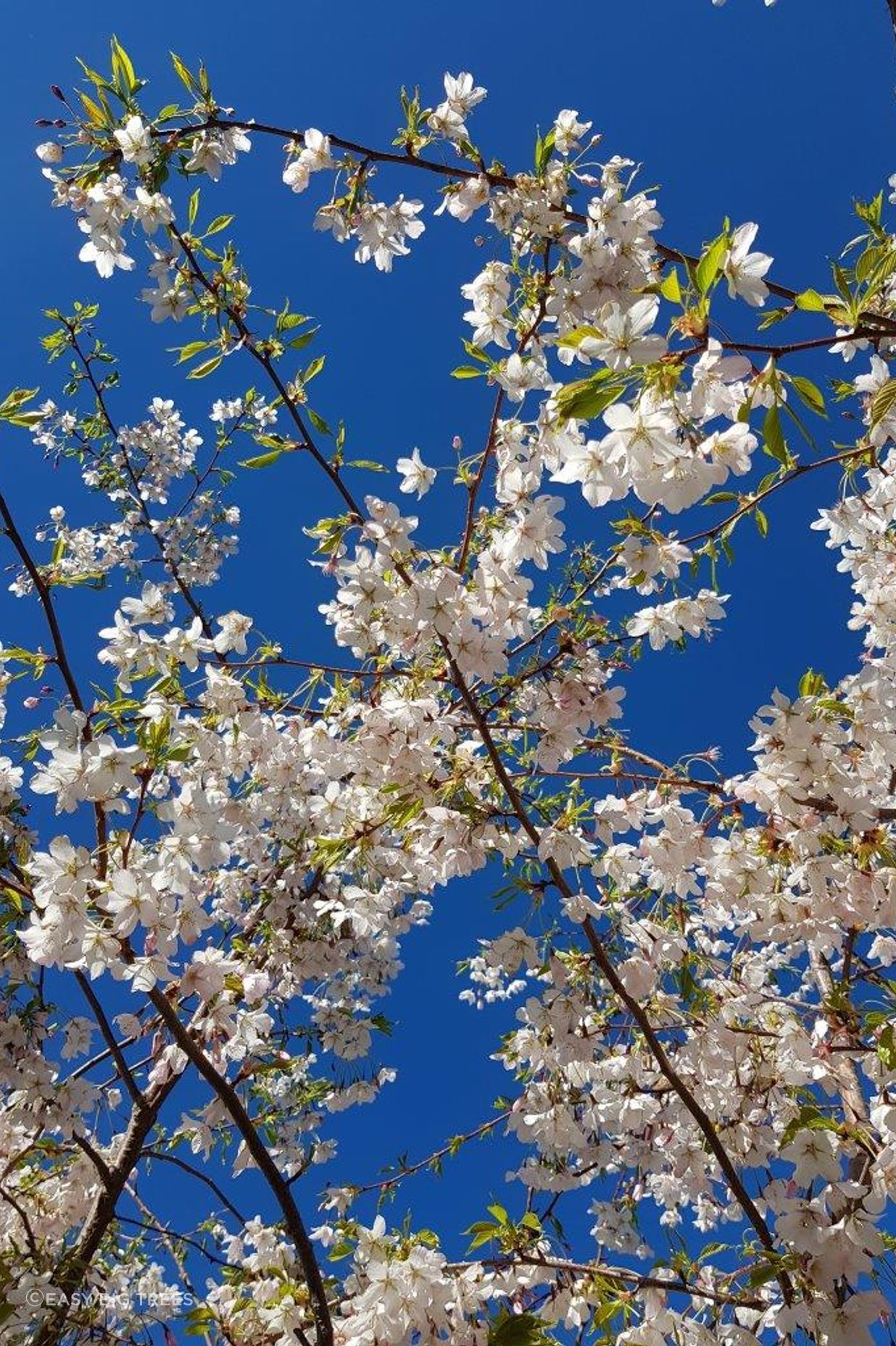 Prunus Mountain Haze - White Blossom Tree flowers.
