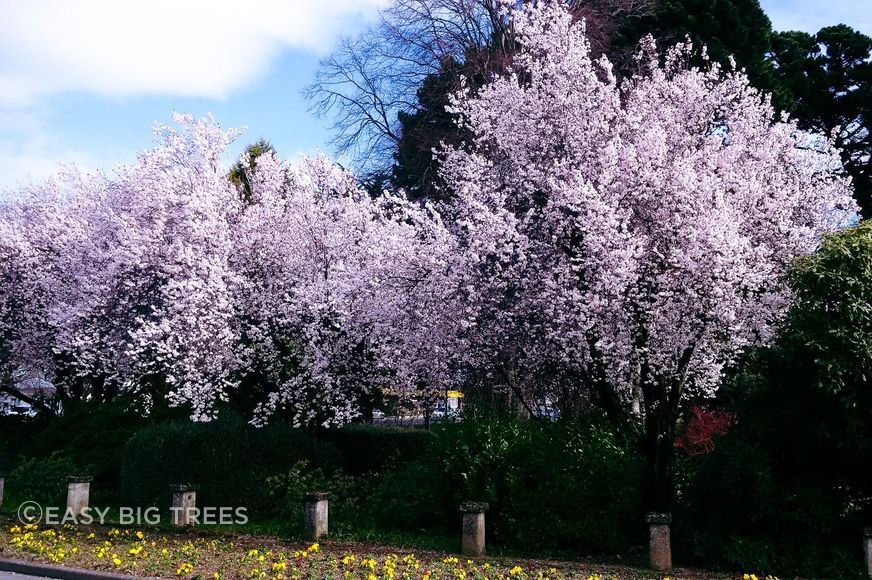 Photo: magnificent PRUNUS cerasifera ‘Thundercloud’ – Purple Flowering Plum trees in Invercargill streetscape.