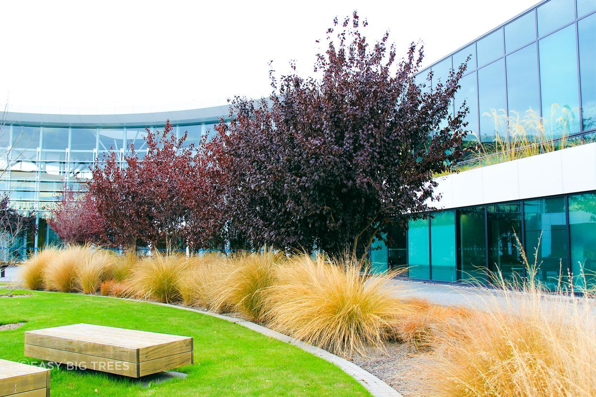 Purple Flowering Plum Trees at Tait Communication Campus, Christchurch, supplied by Easy Big Trees.