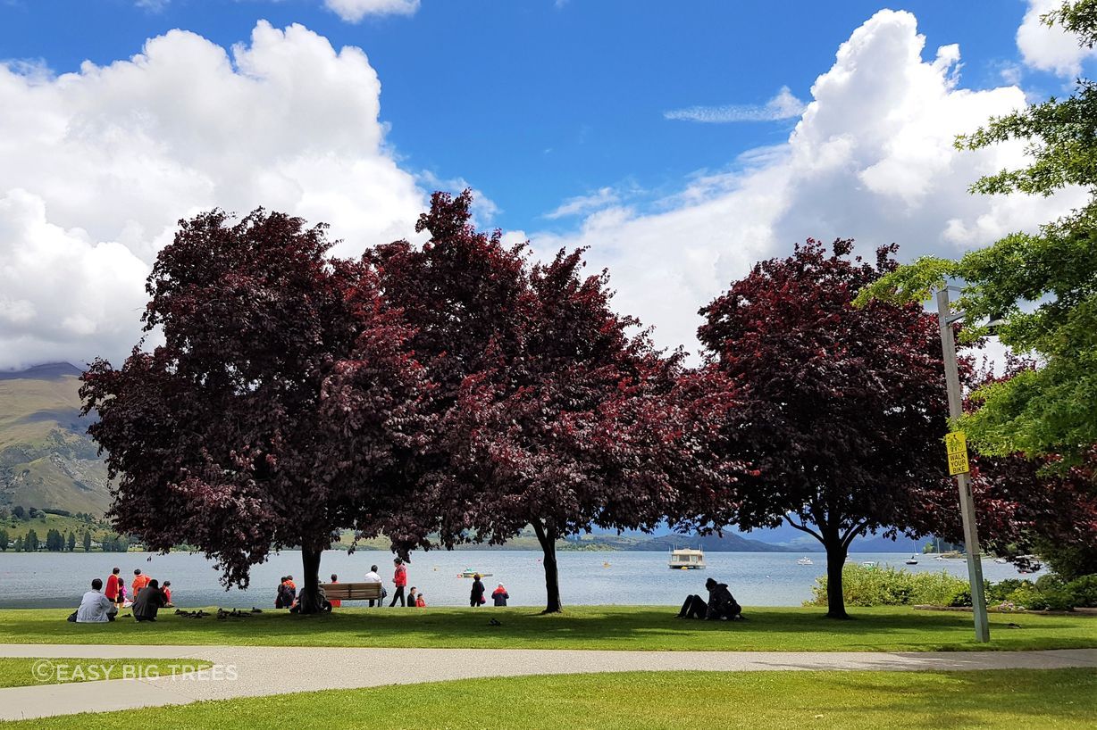 Nice shade from Purple Flowering Plum Trees by the lake in Wanaka.